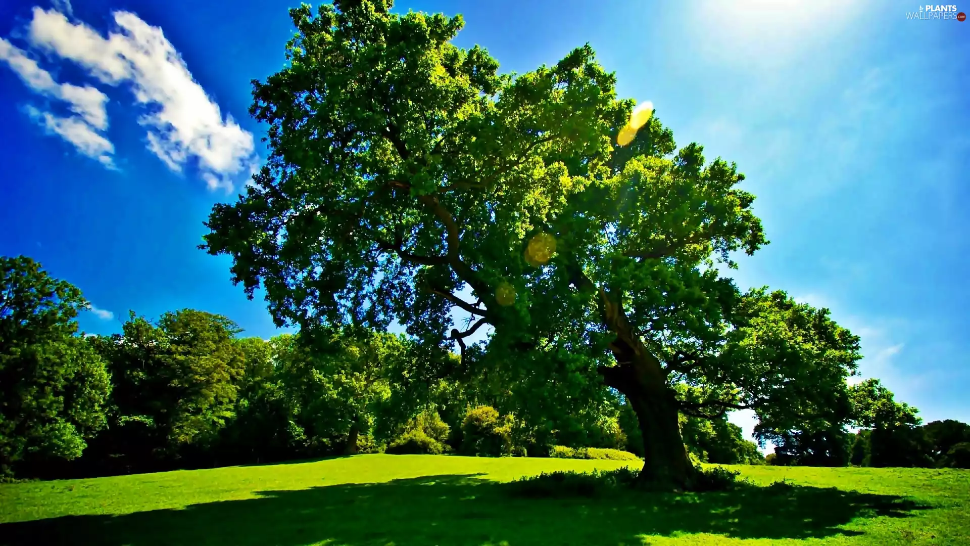 Meadow, Przebijające, luminosity, ligh, flash, viewes, trees, sun