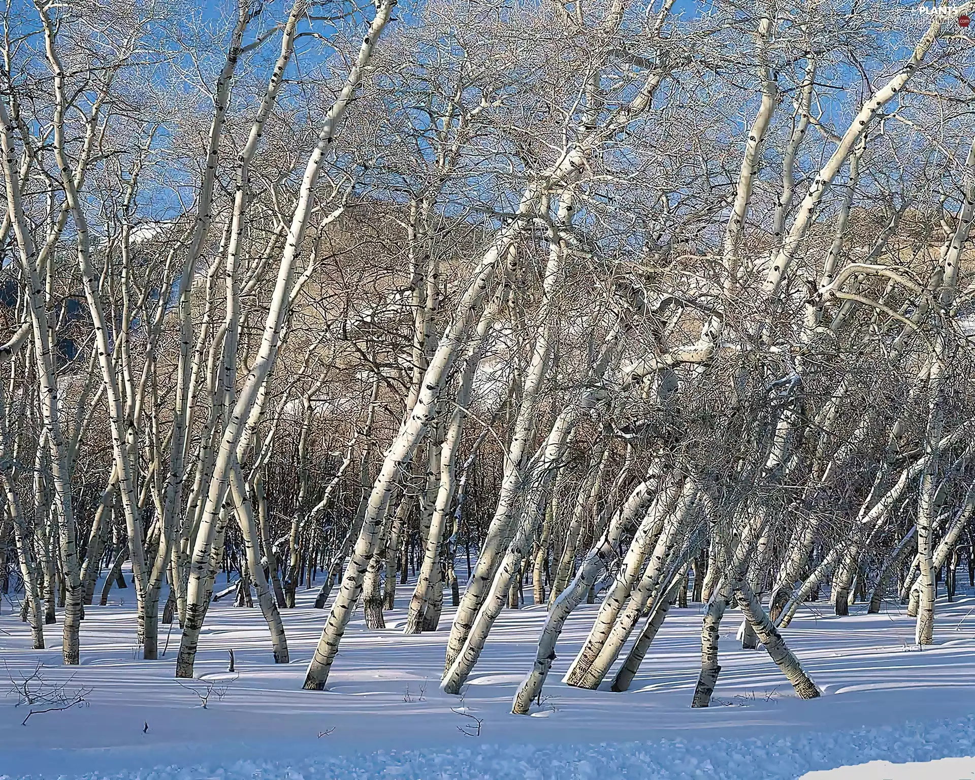 birch, Przebijające, luminosity, ligh, flash, grove, winter, sun