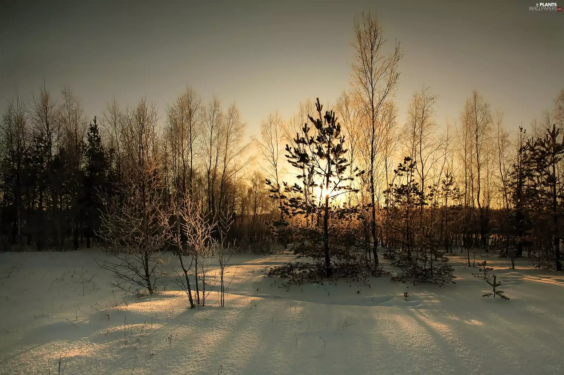 viewes, Przebijające, luminosity, ligh, flash, trees, winter, sun