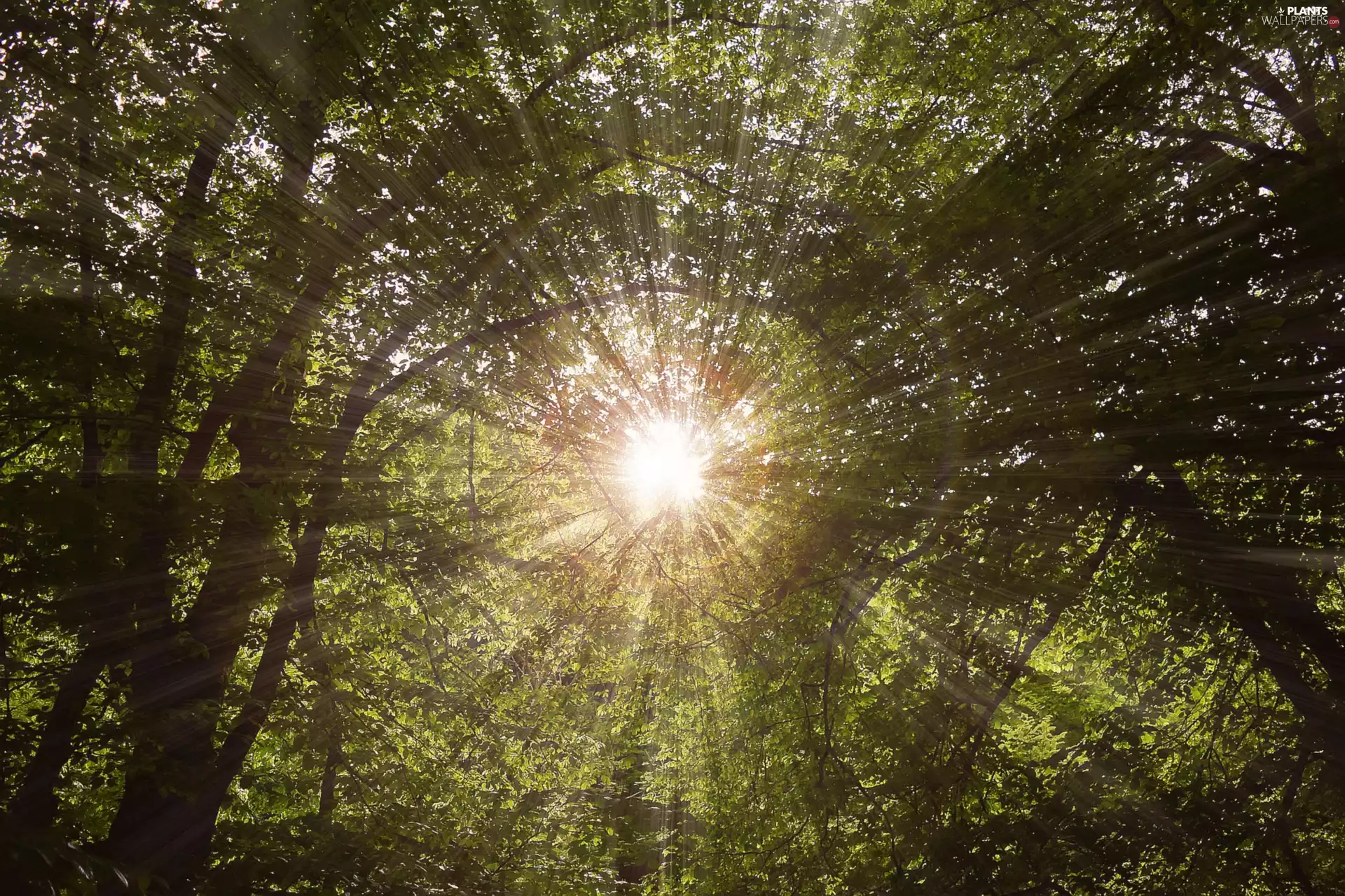 viewes, ligh, rays of the Sun, sun, luminosity, trees, forest, flash