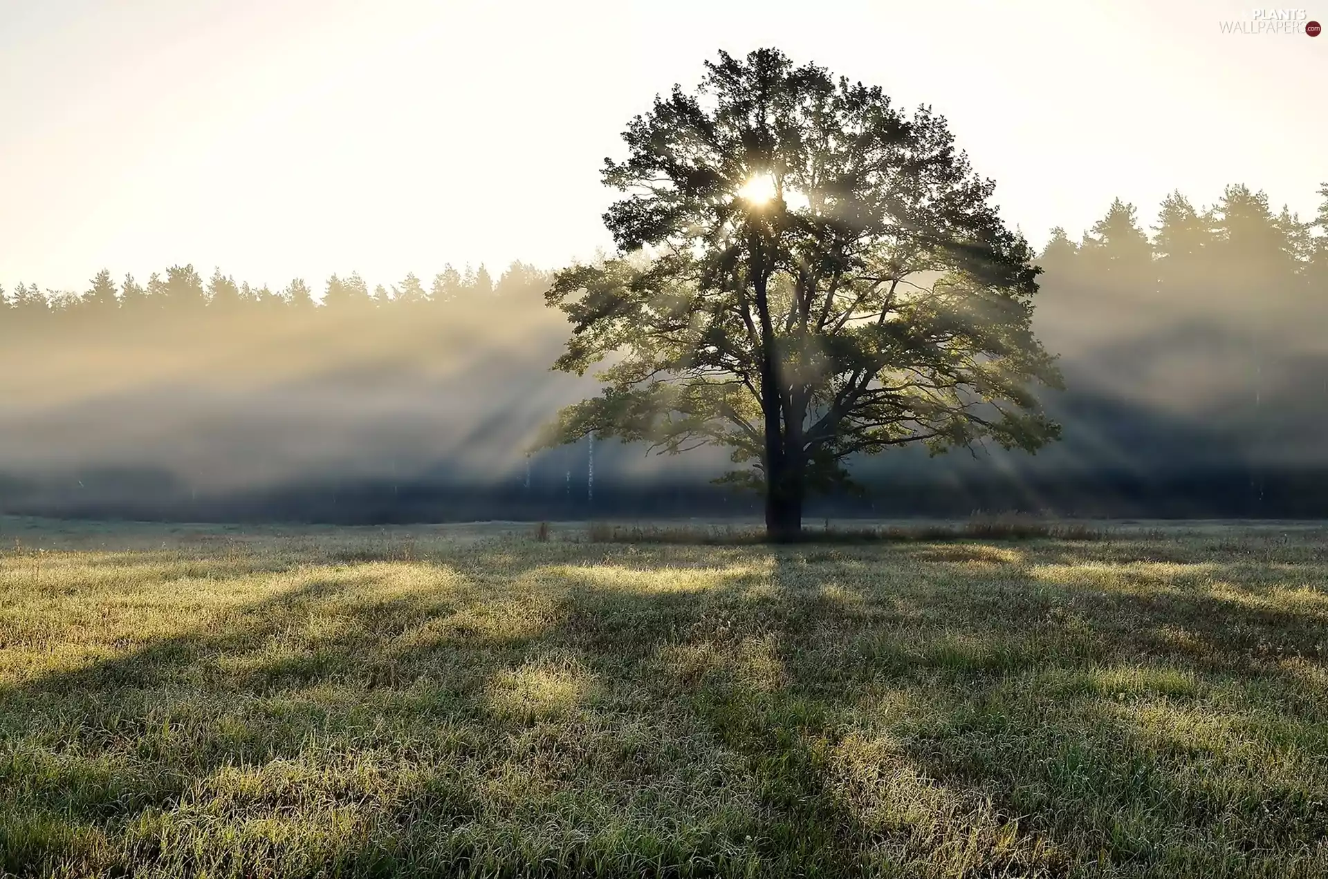 rays, sun, Meadow, Fog, trees