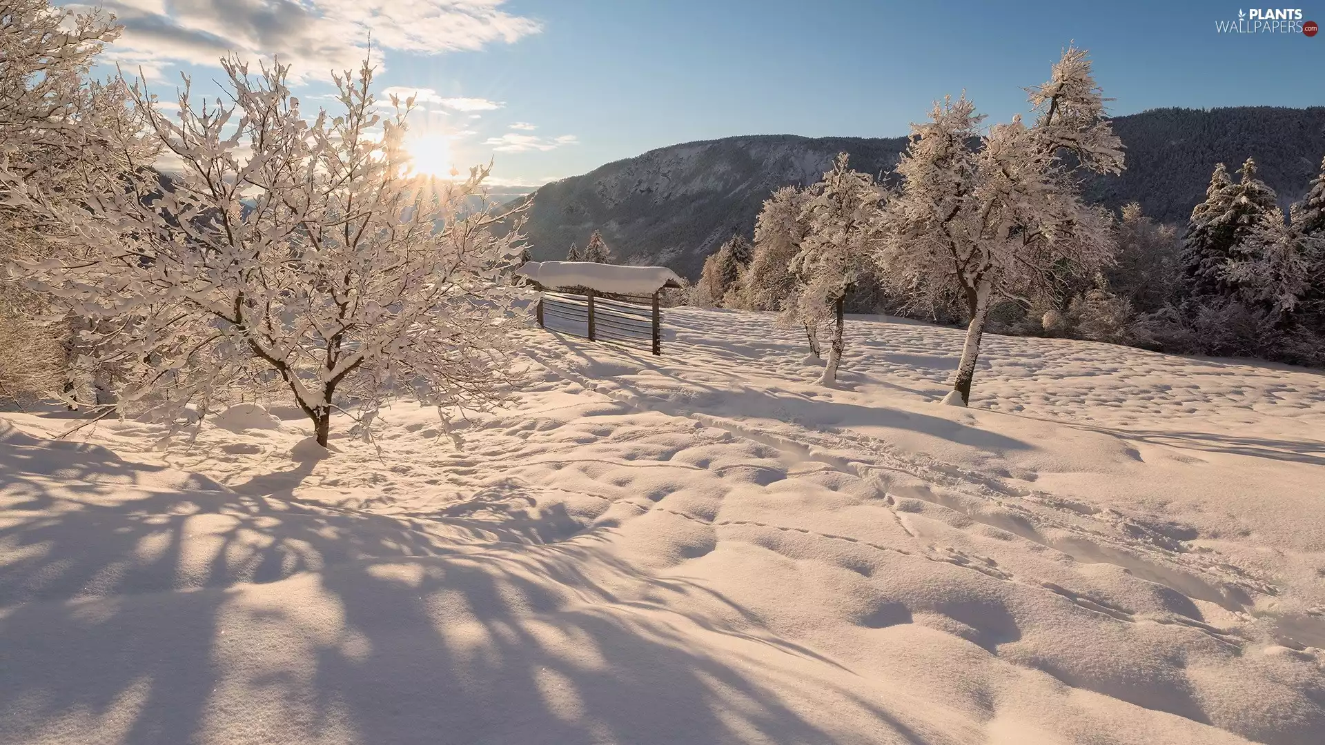 frosty, winter, viewes, sun, trees, Mountains