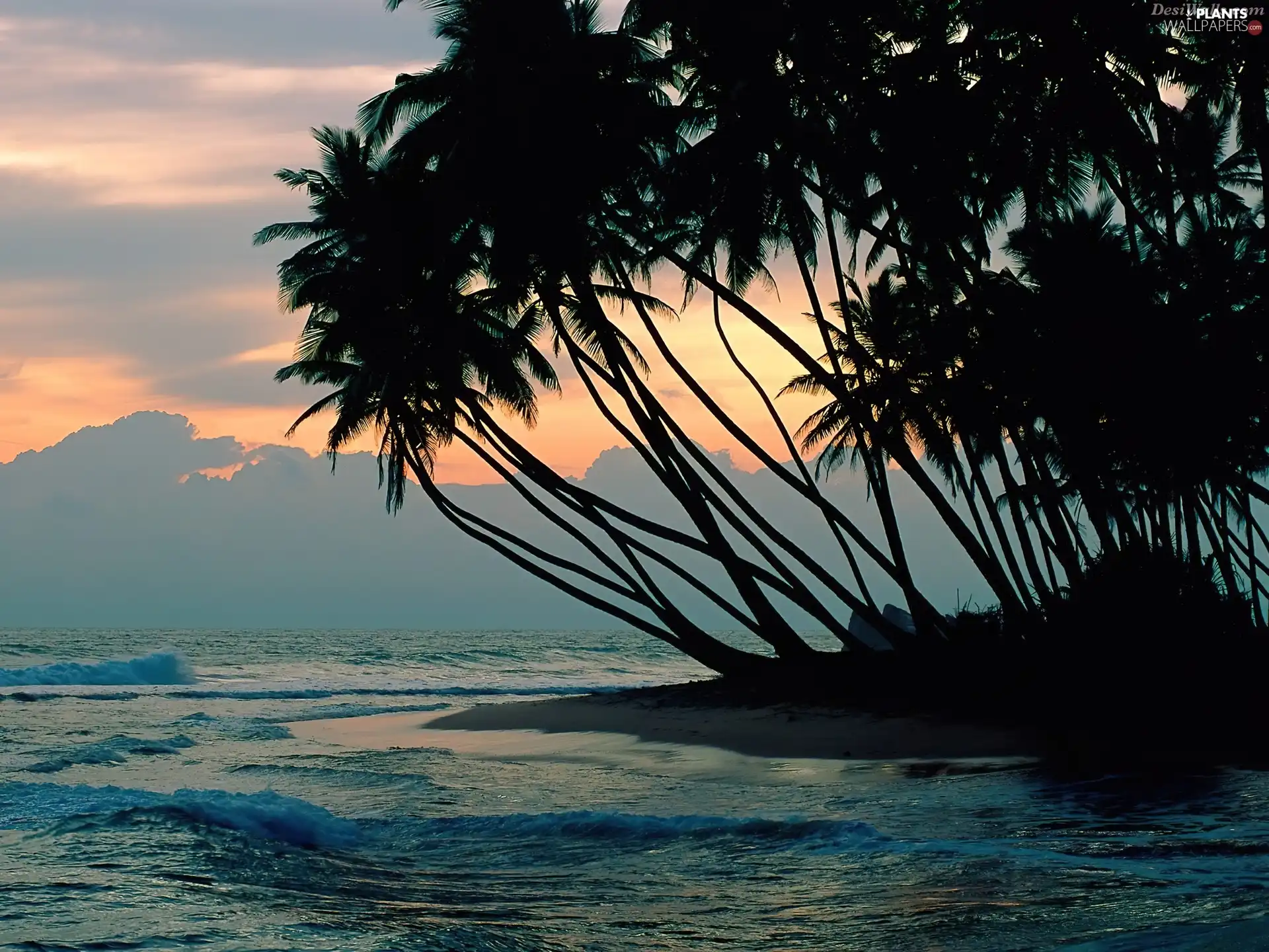 Ocean, west, sun, Palms