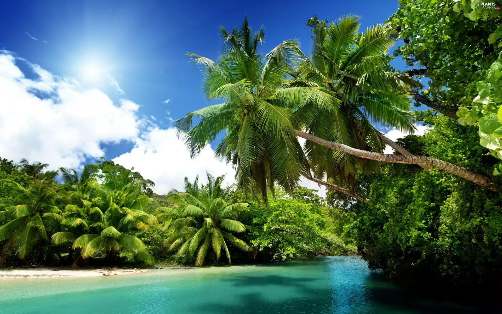 rays, sun, Palms, clouds, River