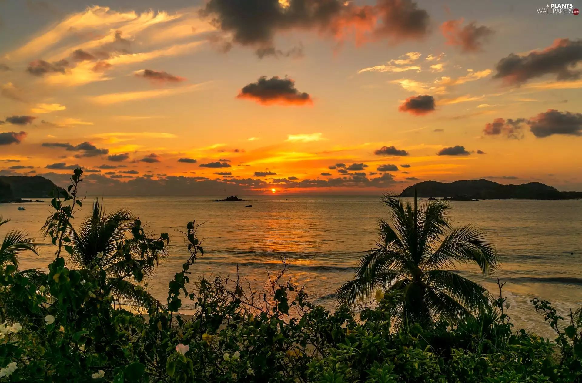 west, sun, Palms, VEGETATION, sea