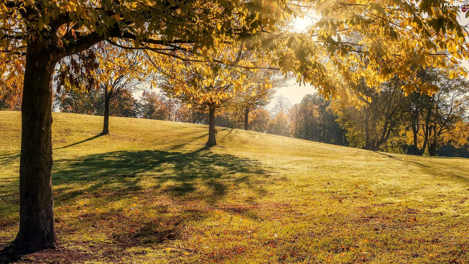 viewes, sun, Park, trees, autumn