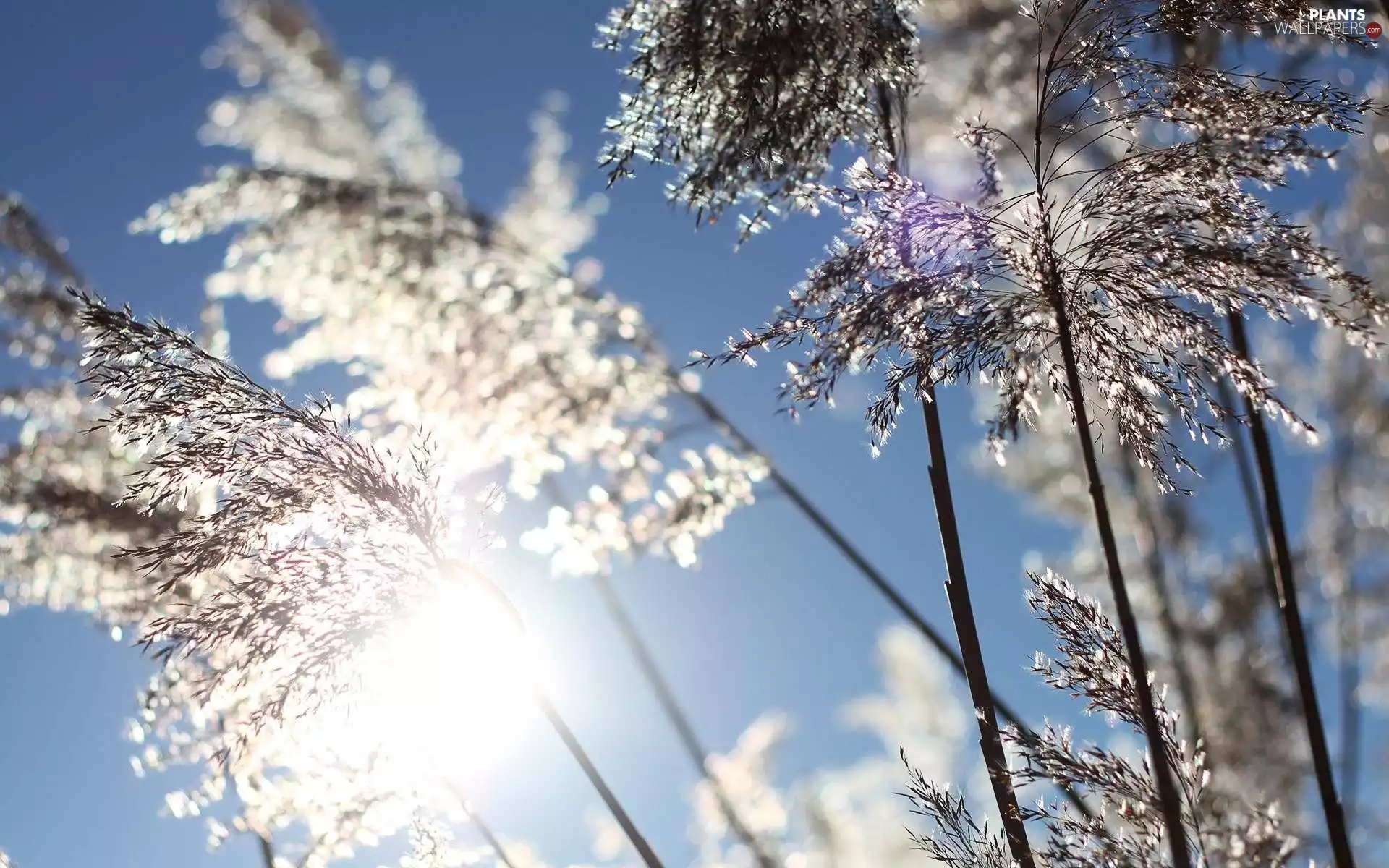 sun, grass, Przebijające