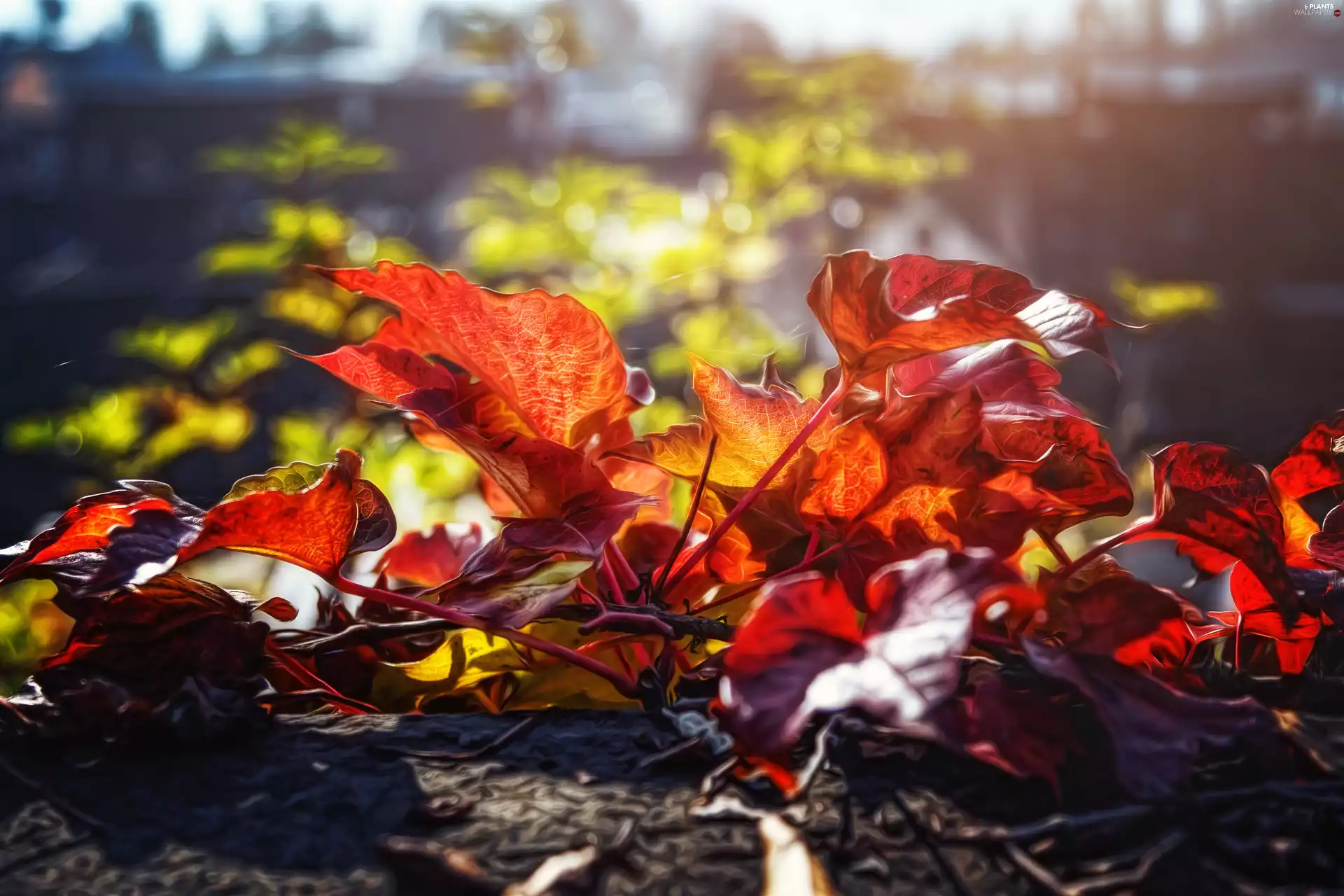 sun, Leaf, Przebijające