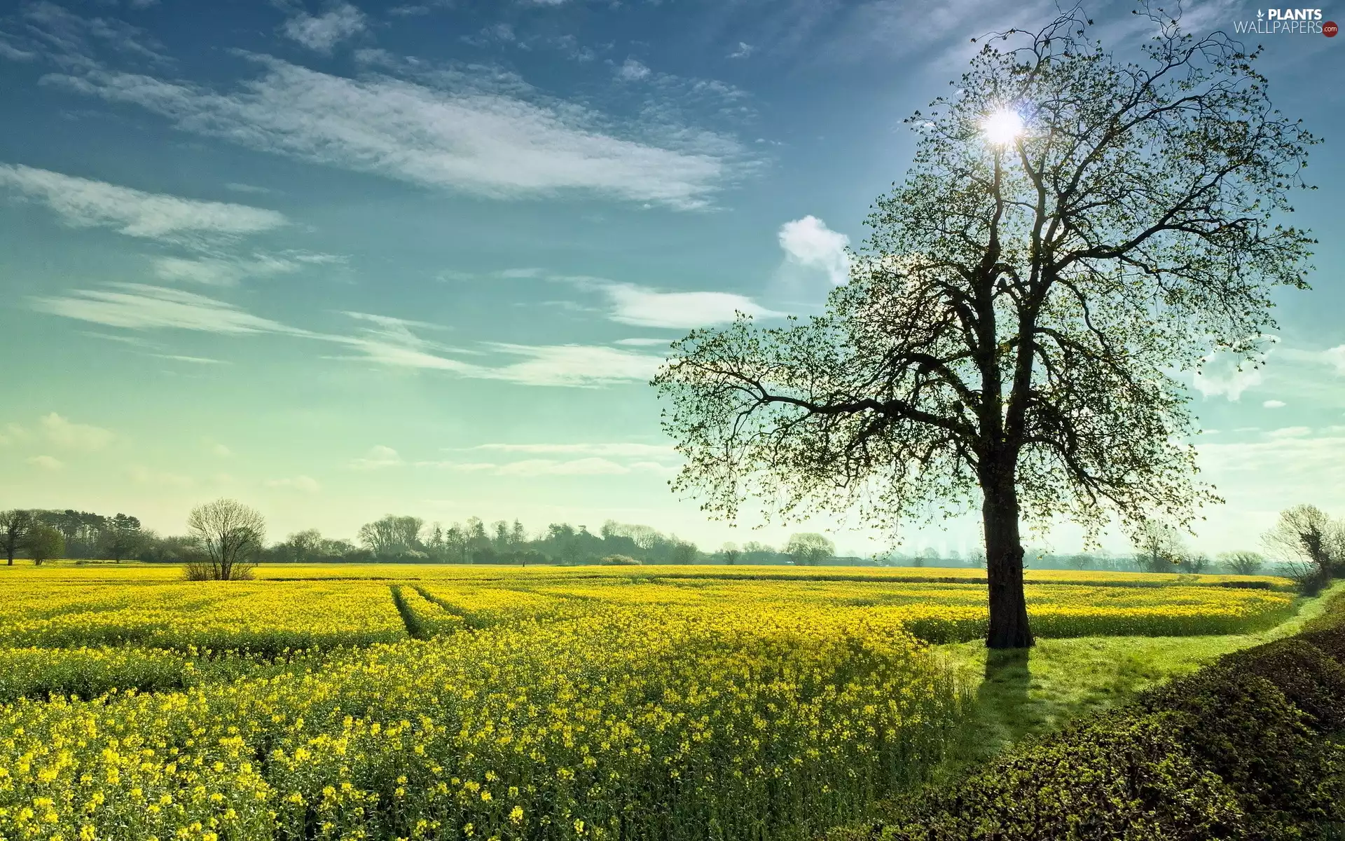 rays, sun, rape, trees, Field
