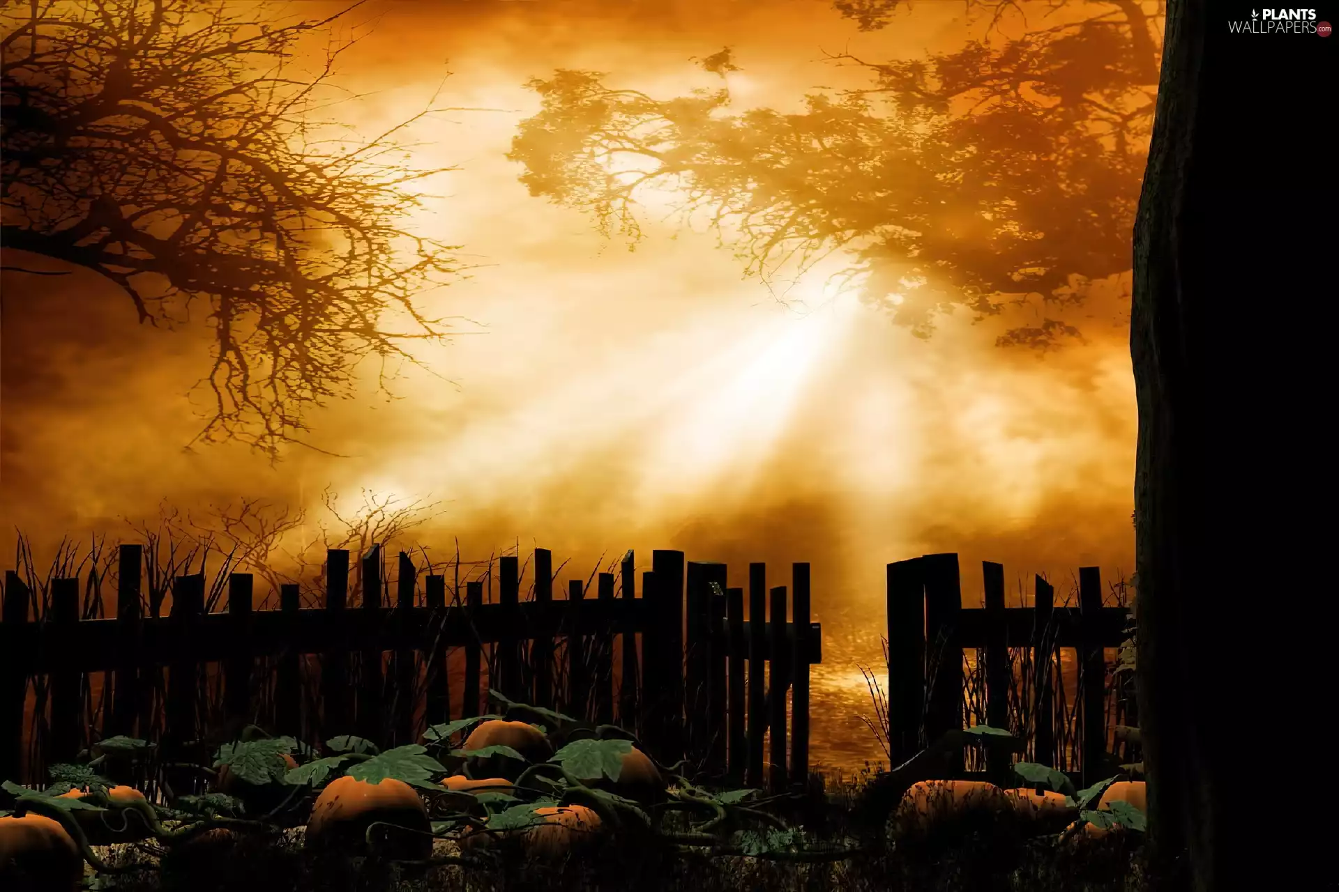 rays, trees, viewes, sun