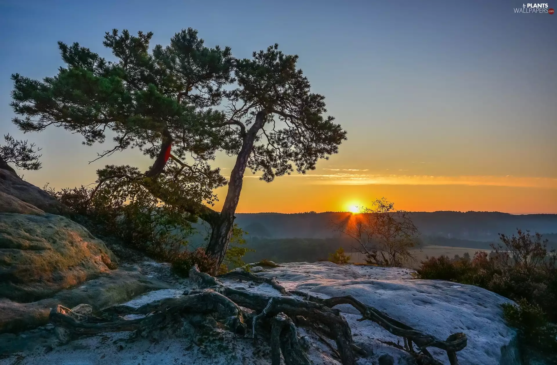 trees, lake, west, sun, roots, rocks