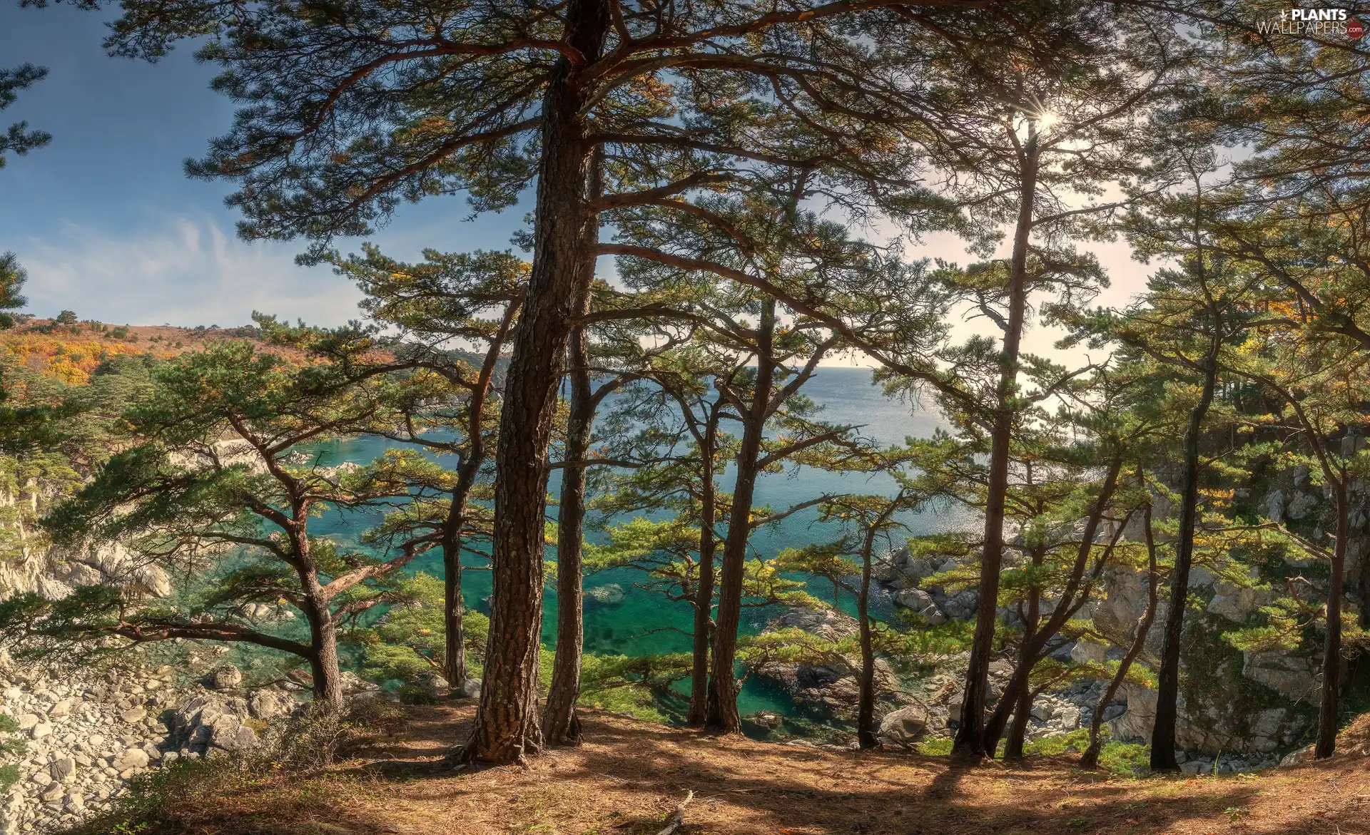 Sky, Coast, viewes, sun, trees, sea