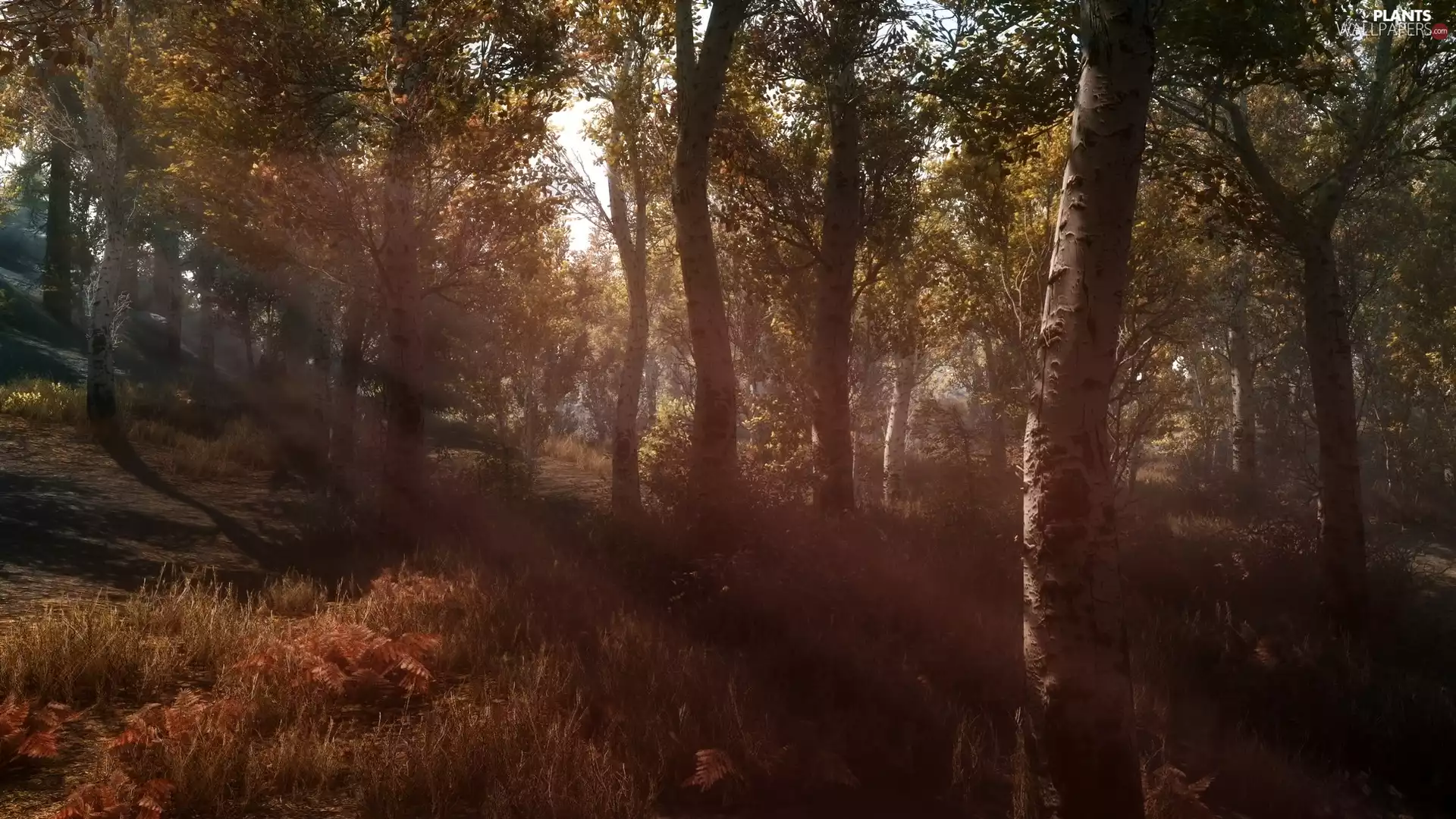 sun, autumn, forest, light breaking through sky, birch, east