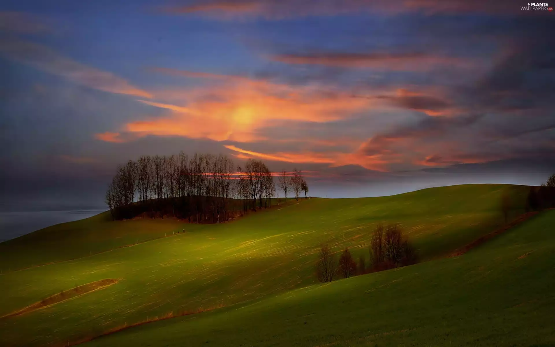 trees, west, Sky, sun, Meadow, viewes, Upland