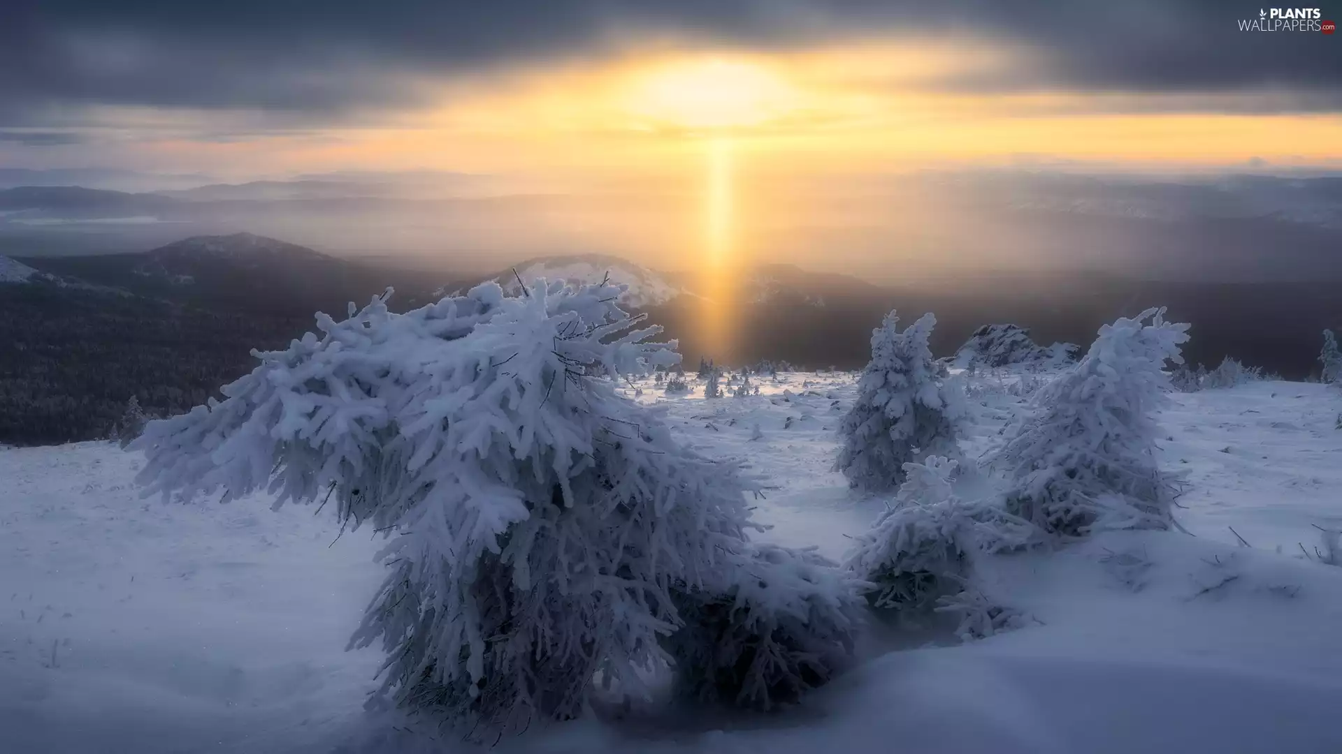 Bush, winter, Fog, sun, Mountains, snow