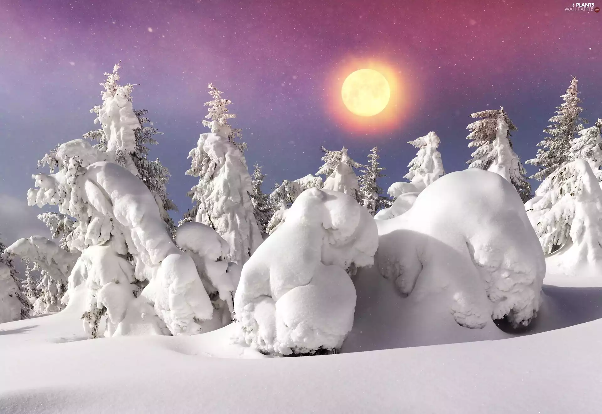 Sky, sun, Snowy, Spruces, winter