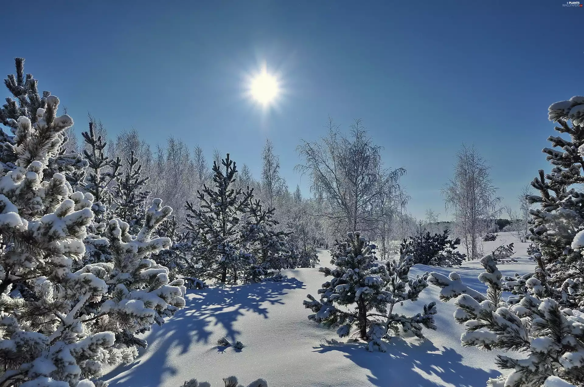 viewes, sun, Snowy, trees, winter