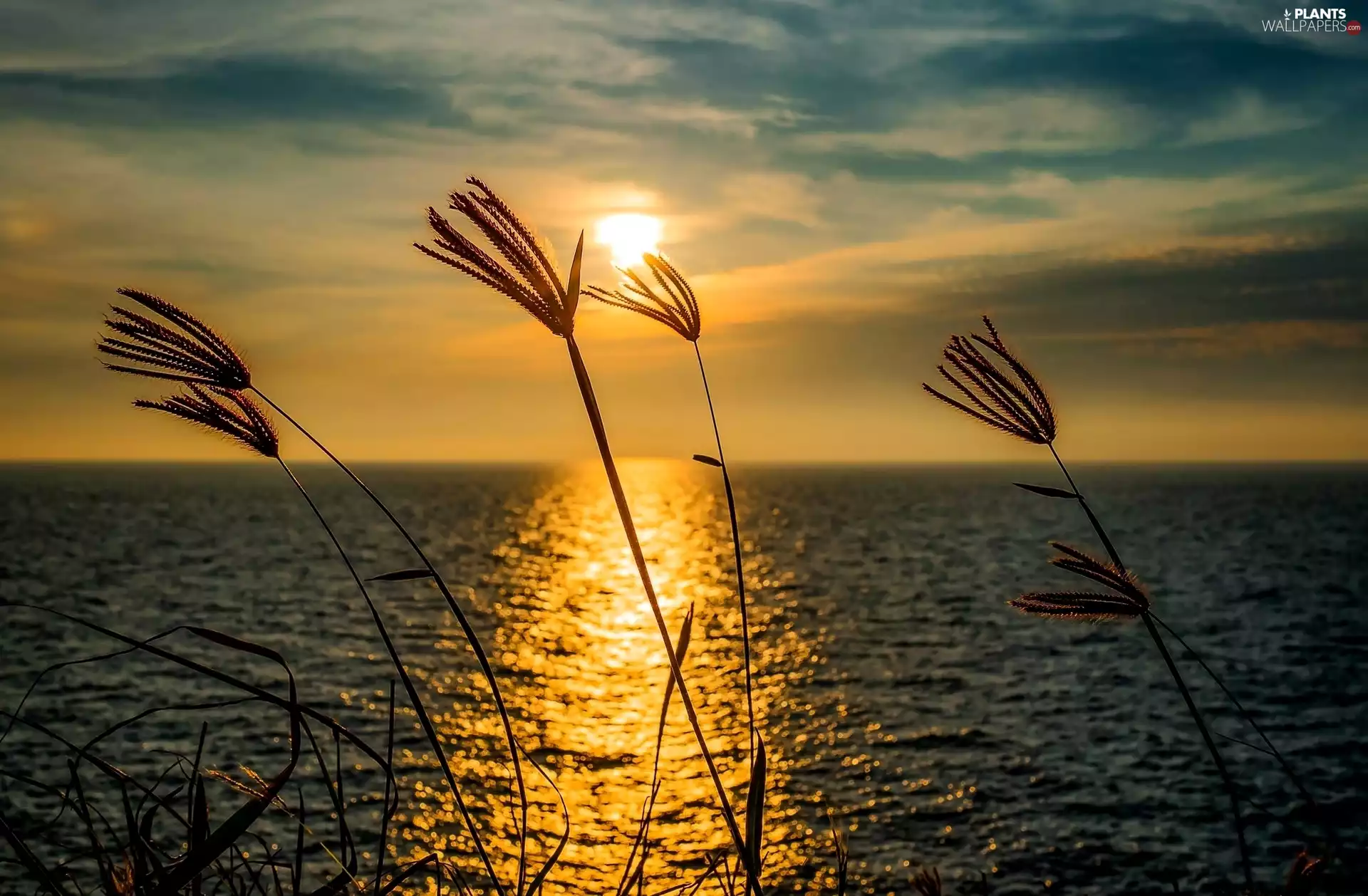 west, sun, stalk, grass, sea