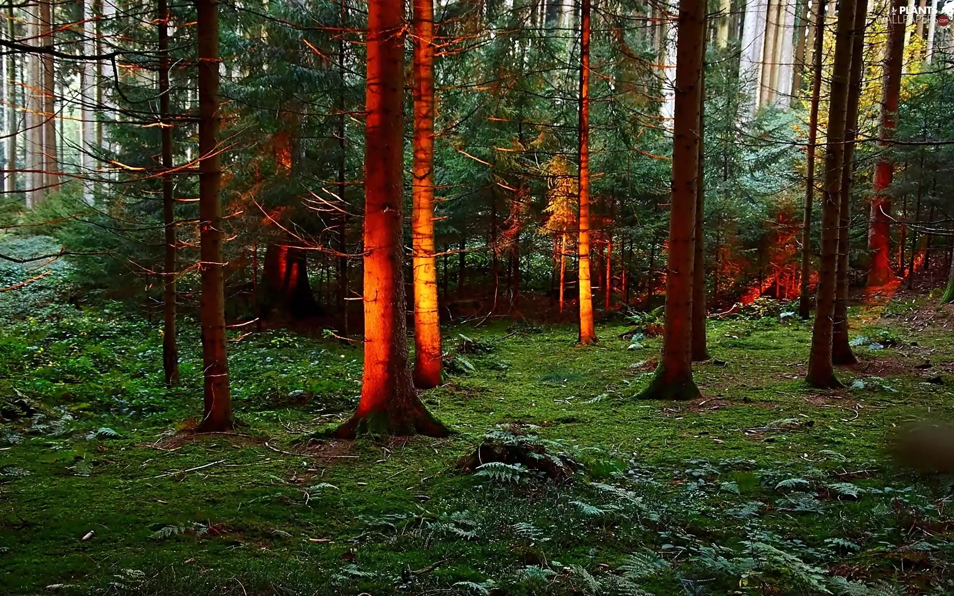 sun, west, forest, spruce, luminosity, shadow, sun, flash, ligh