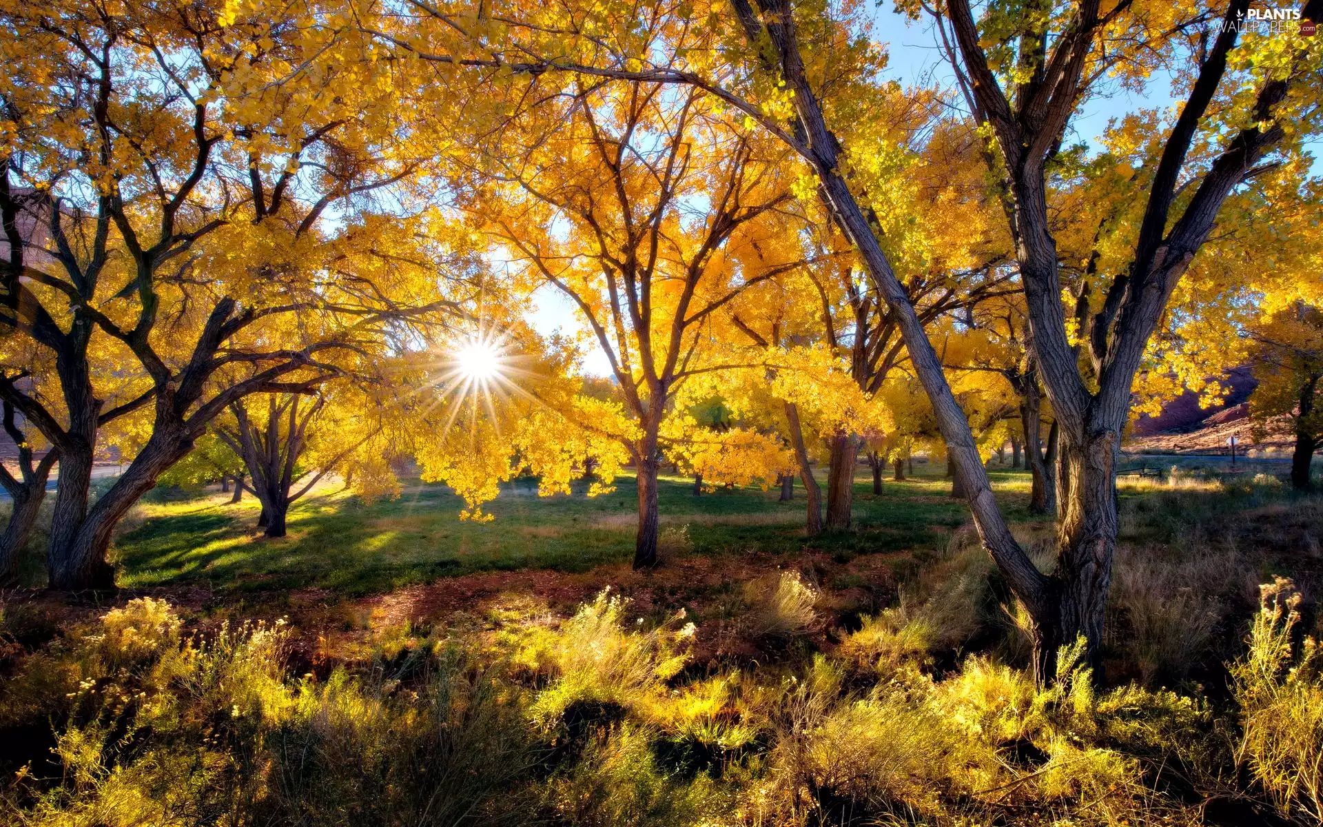 rays of the Sun, viewes, autumn, trees