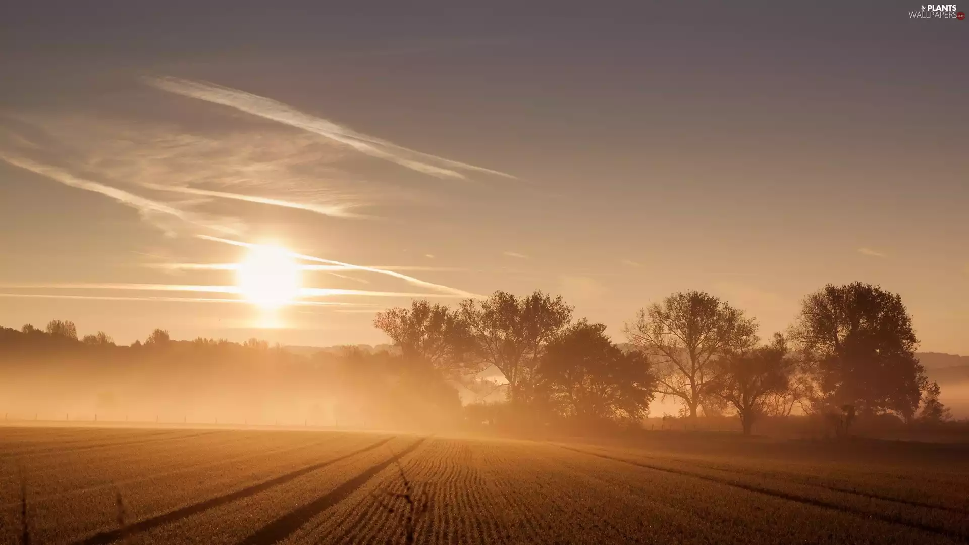 viewes, Field, east, sun, Fog, trees