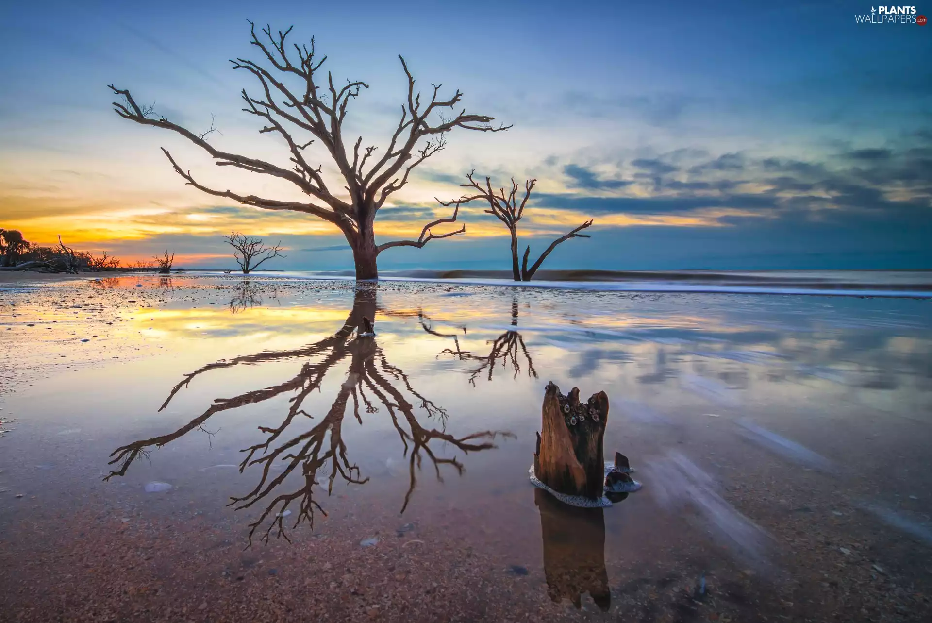 viewes, leafless, east, sun, sea, trees