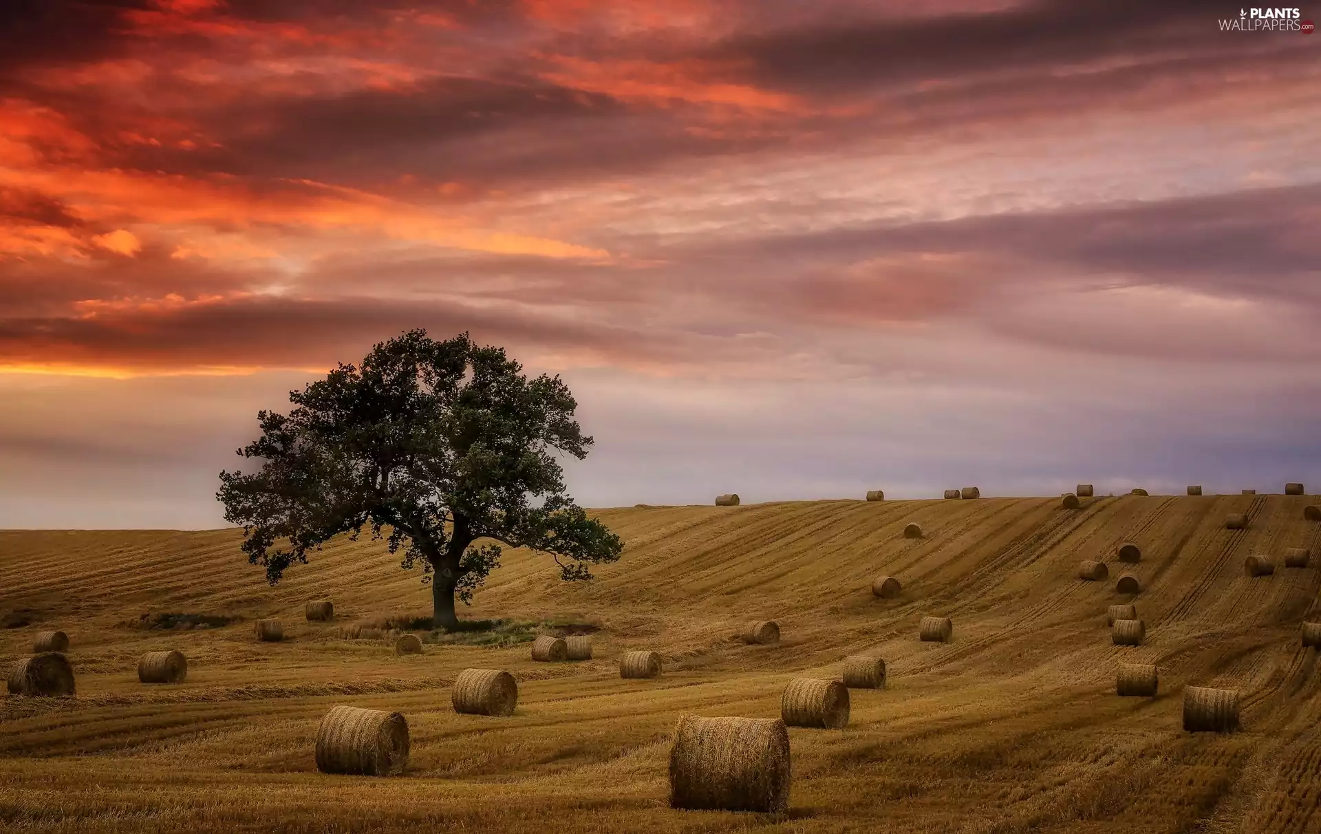 west, sun, trees, Bele, Field