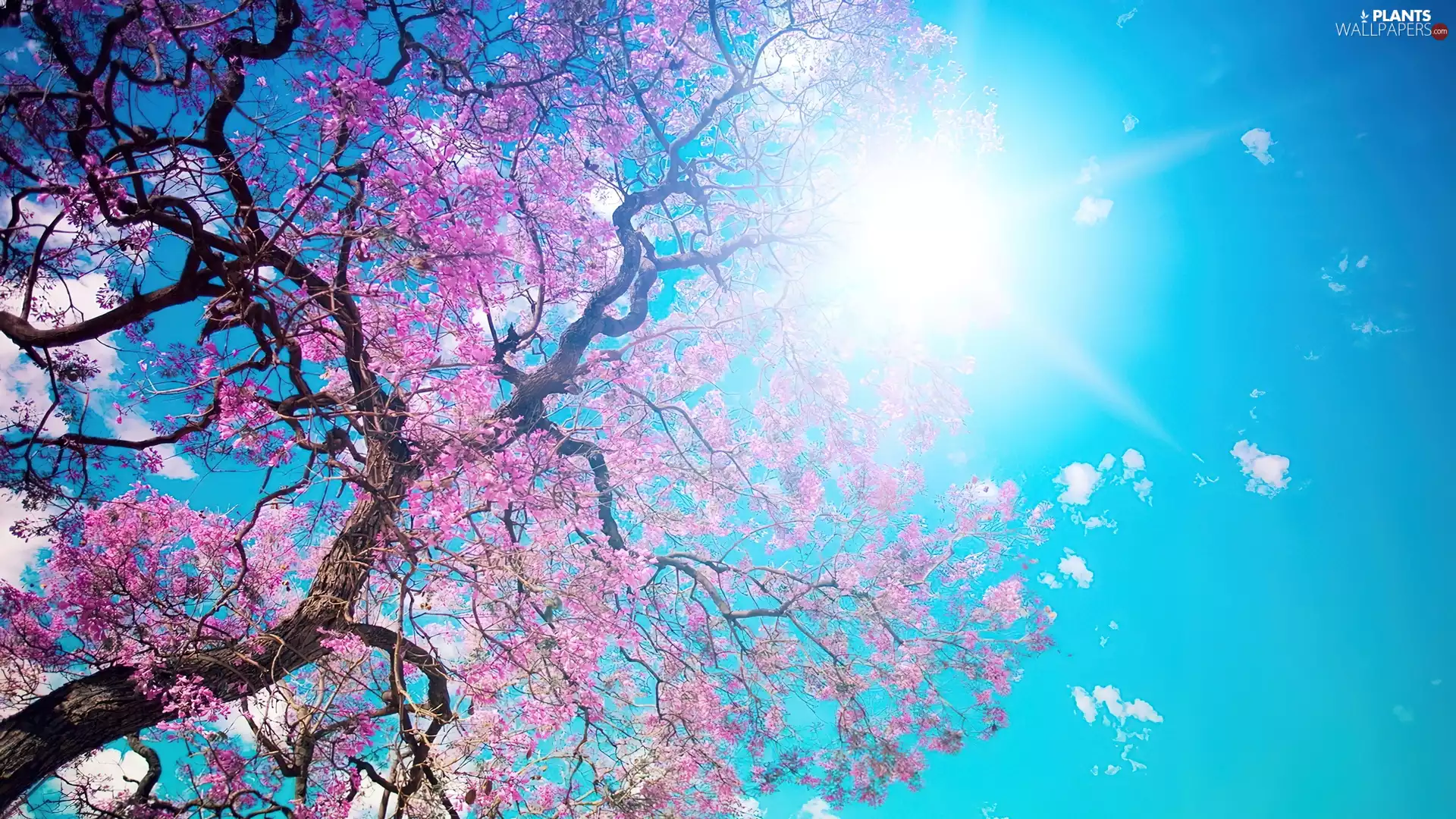 rays, sun, trees, Sky, flourishing