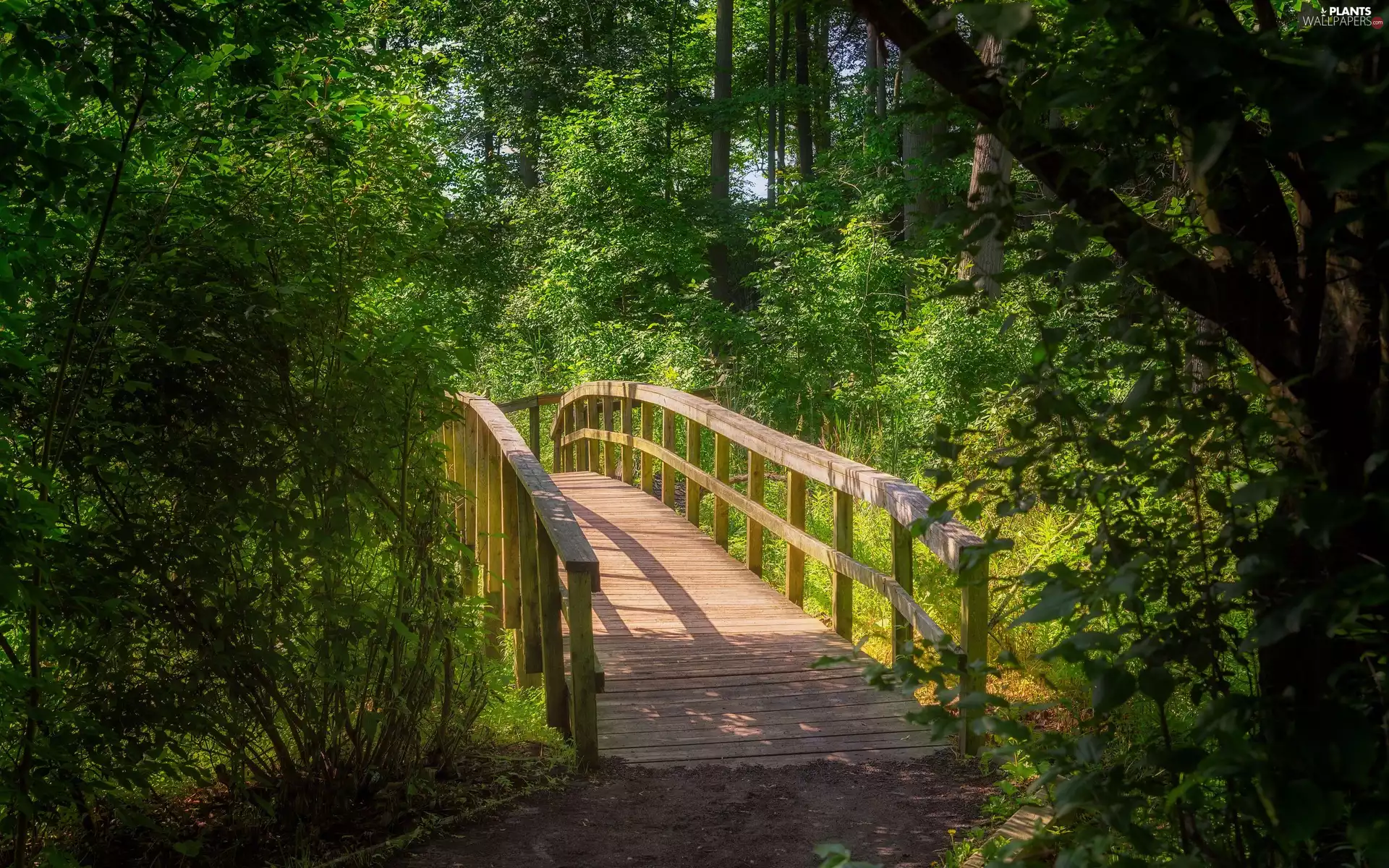 bridge, sun, trees, viewes, forest