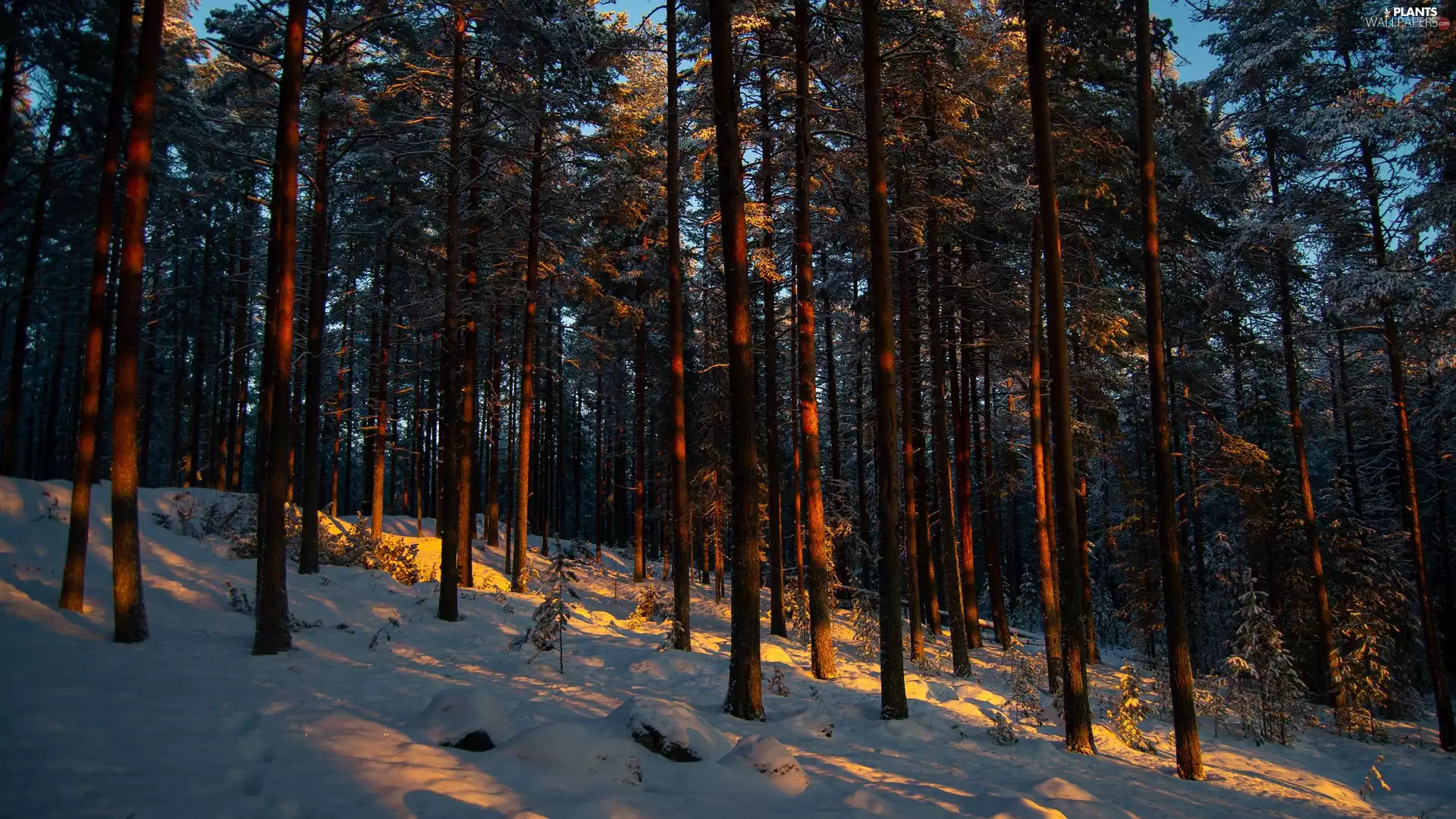 pine, sun, trees, viewes, forest