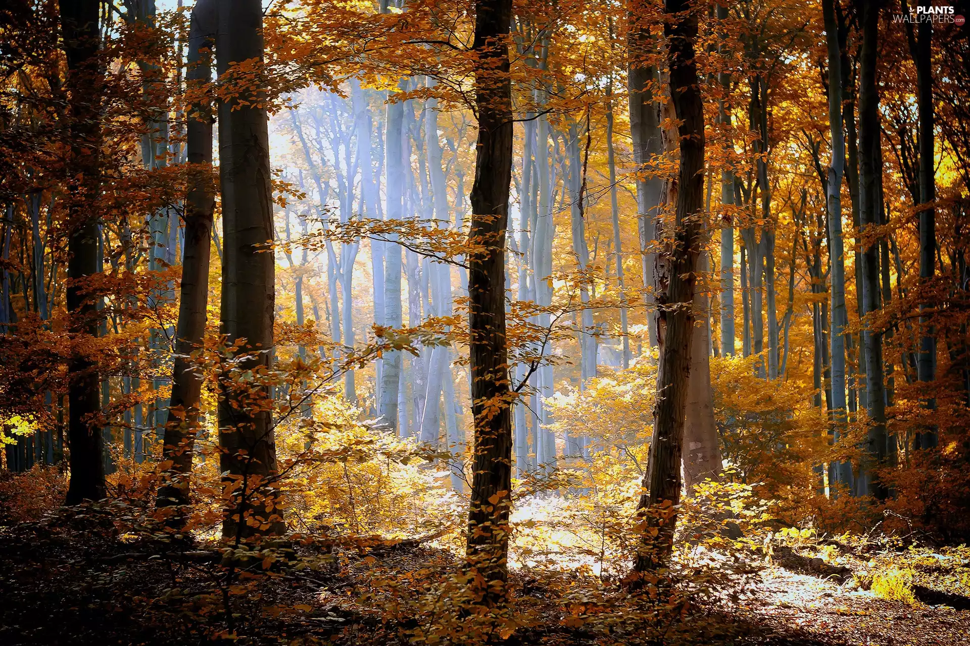 rays, sun, trees, viewes, forest