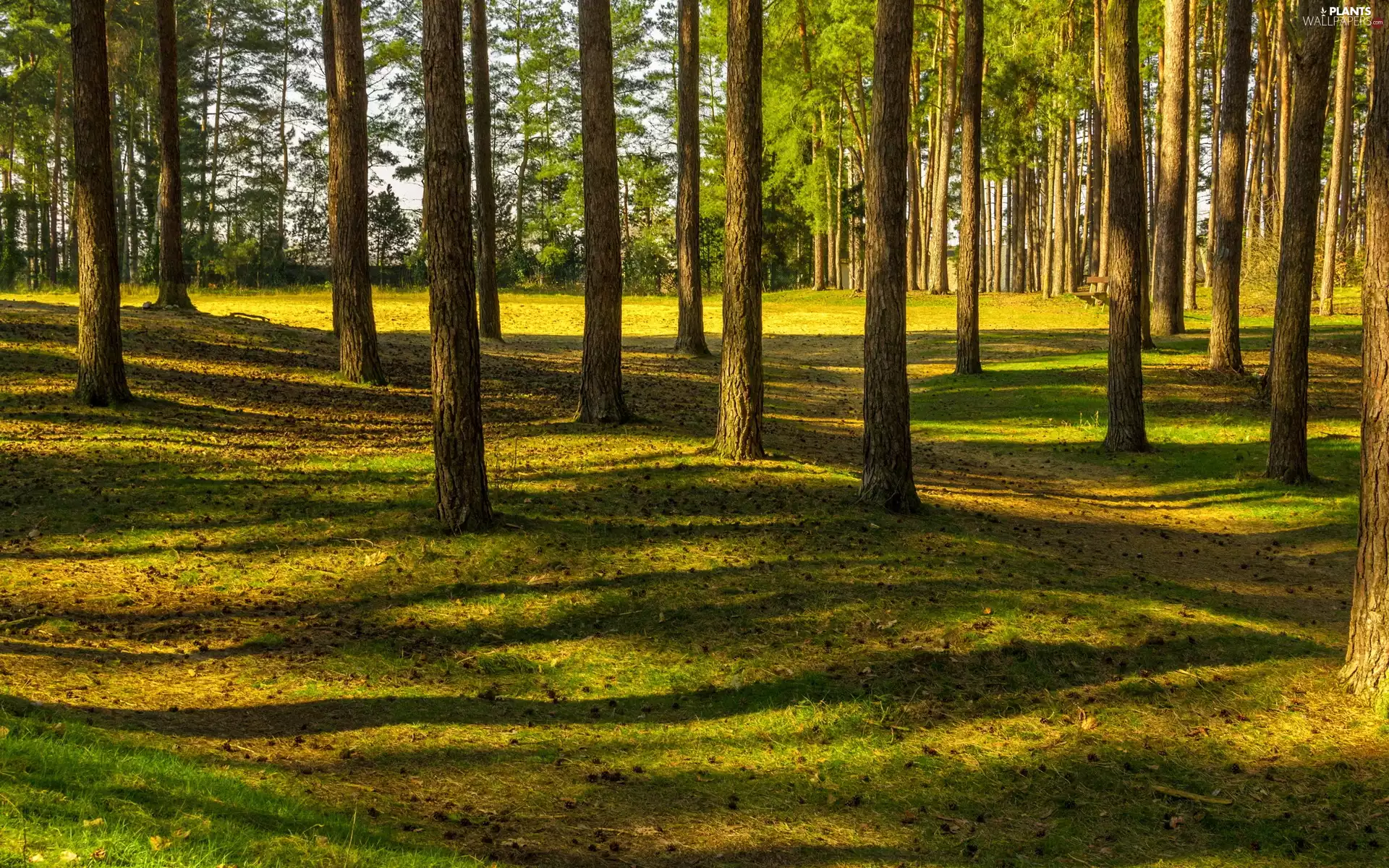 rays, sun, trees, viewes, forest