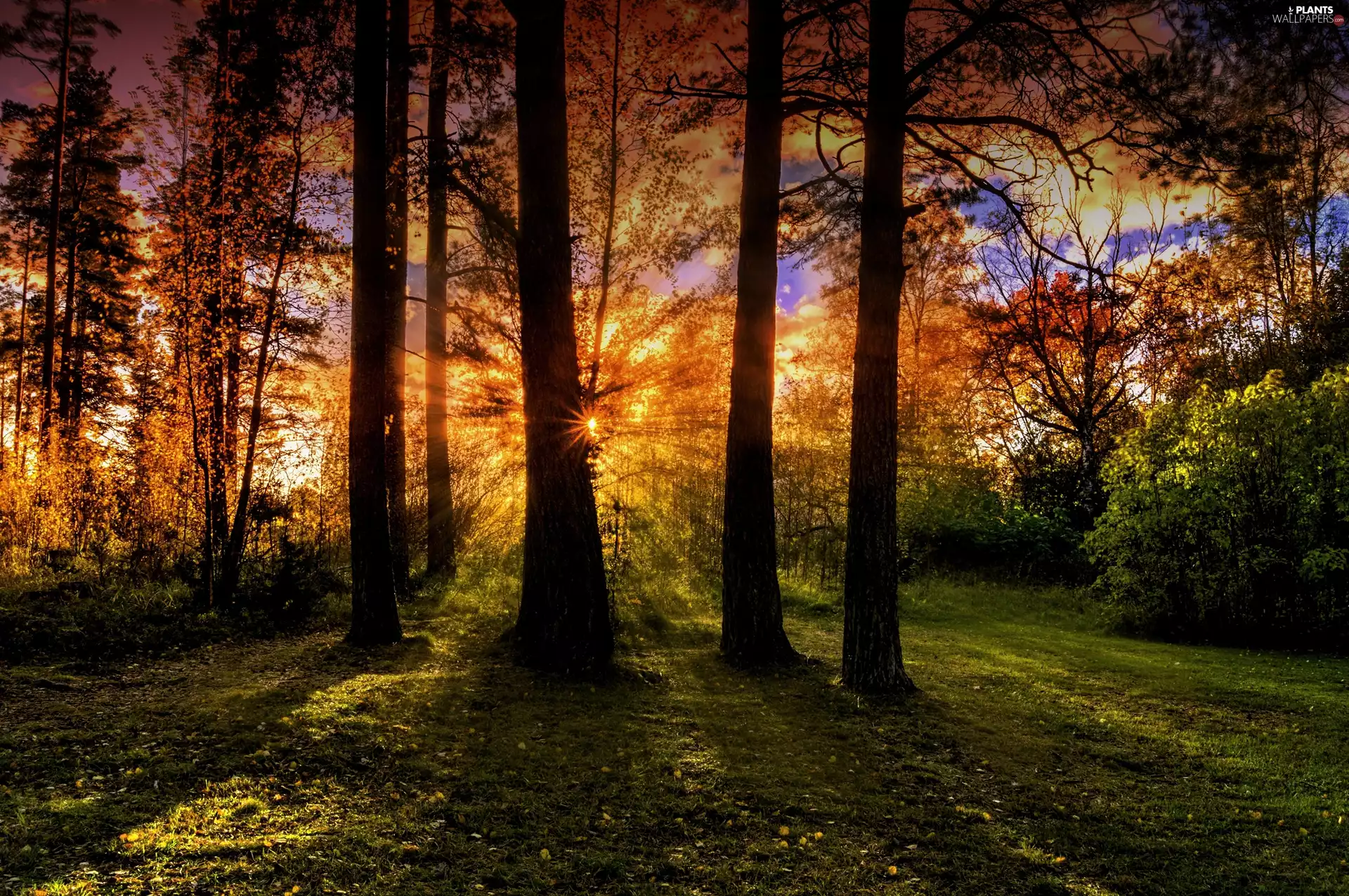 rays, sun, trees, viewes, forest