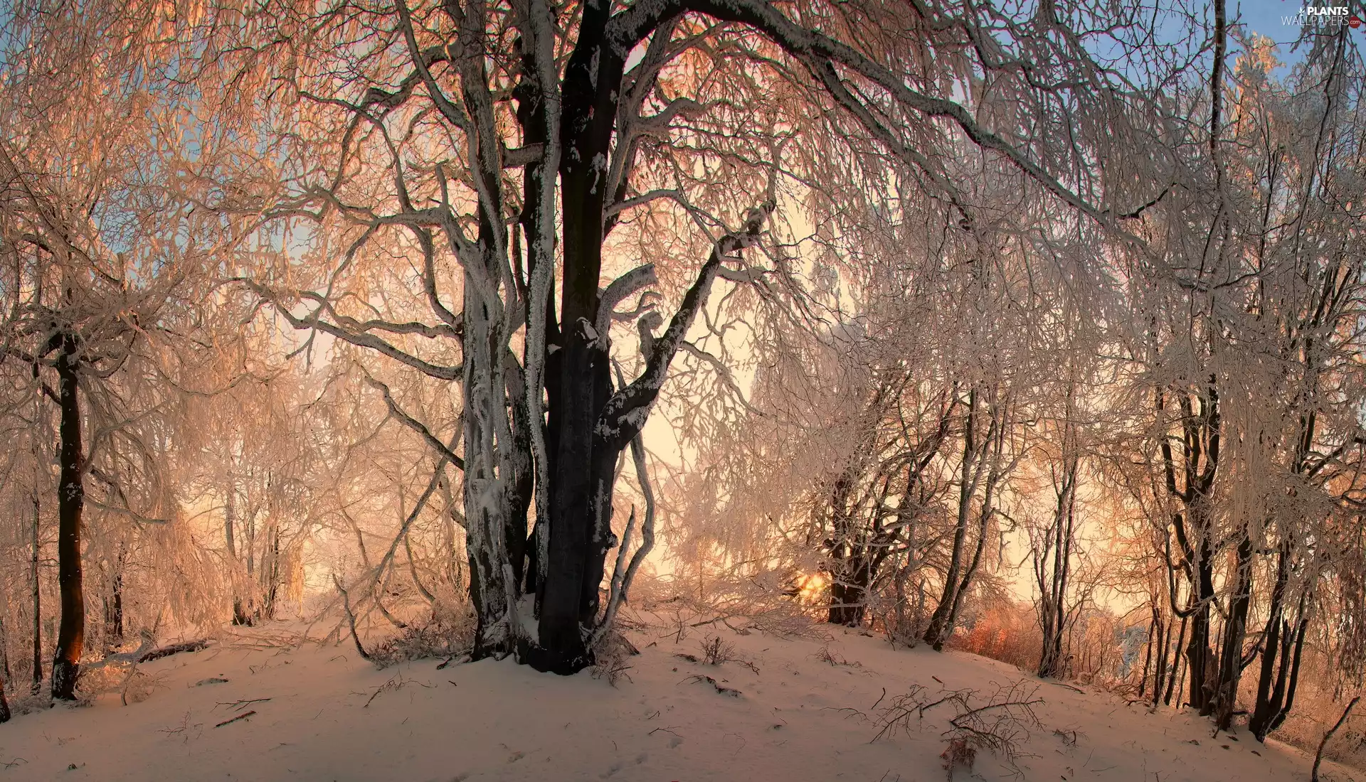 west, sun, trees, viewes, forest