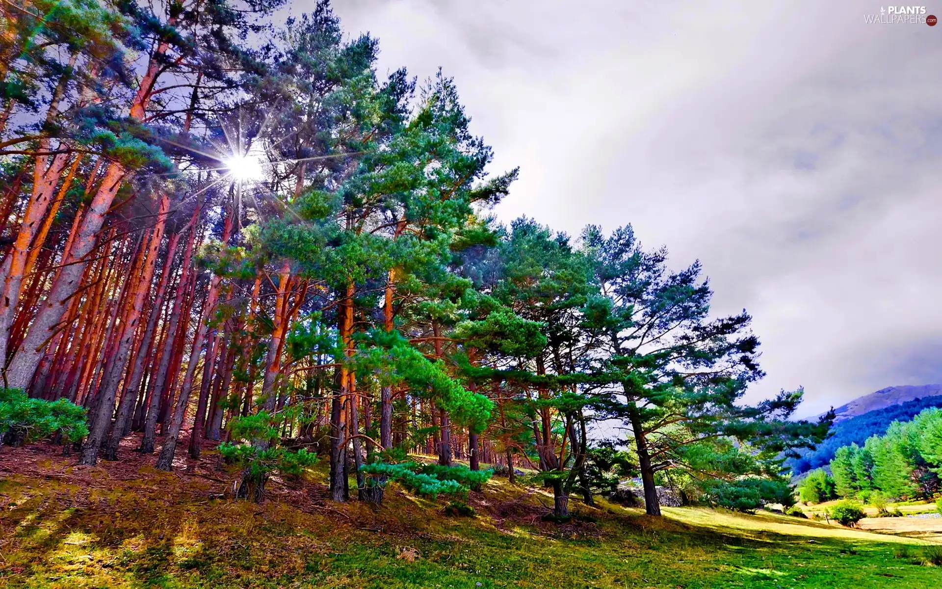 trees, forest, sun, viewes