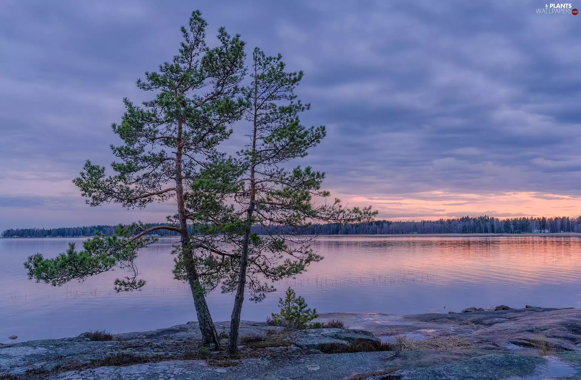 east, sun, trees, forest, lake