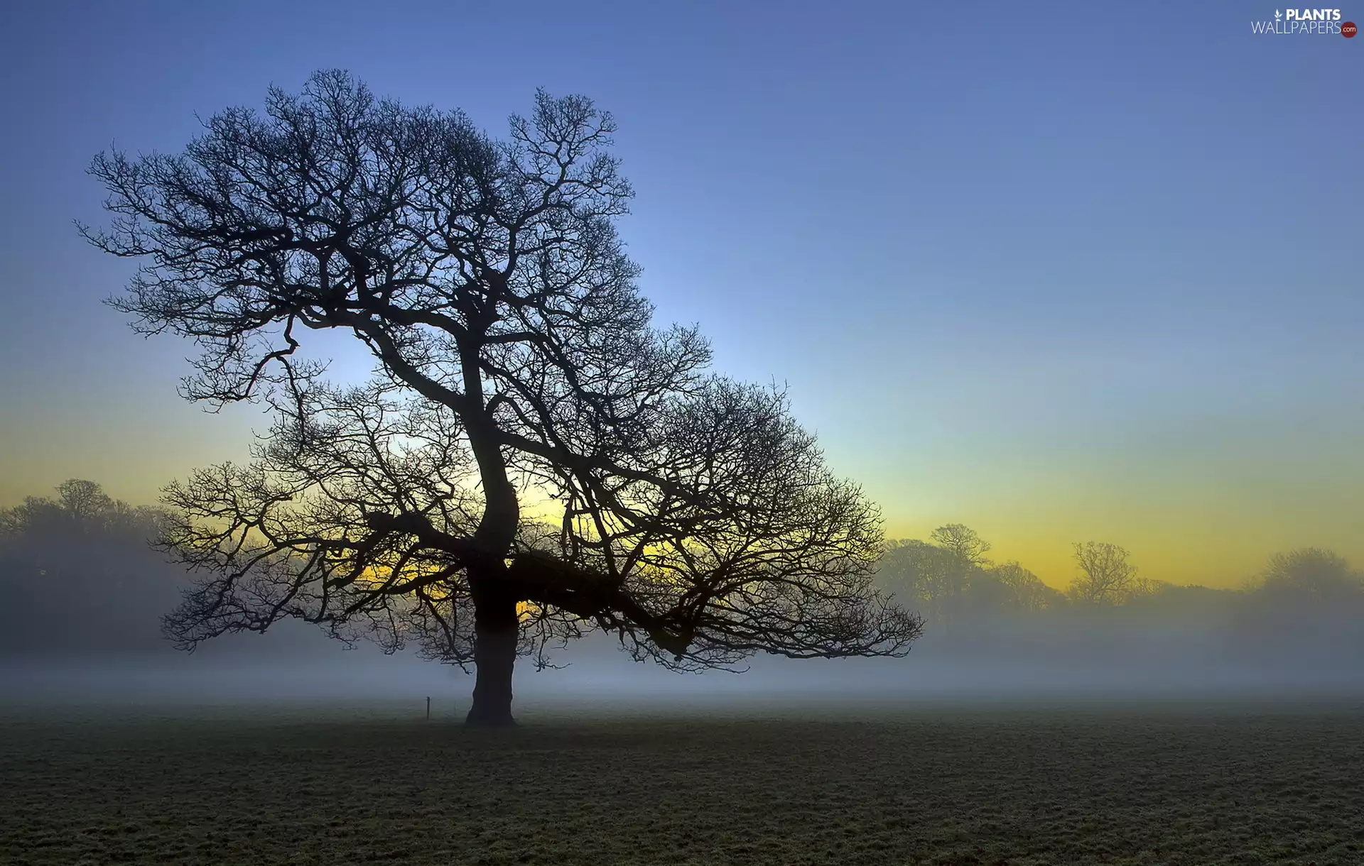 east, sun, trees, Fog, lonely