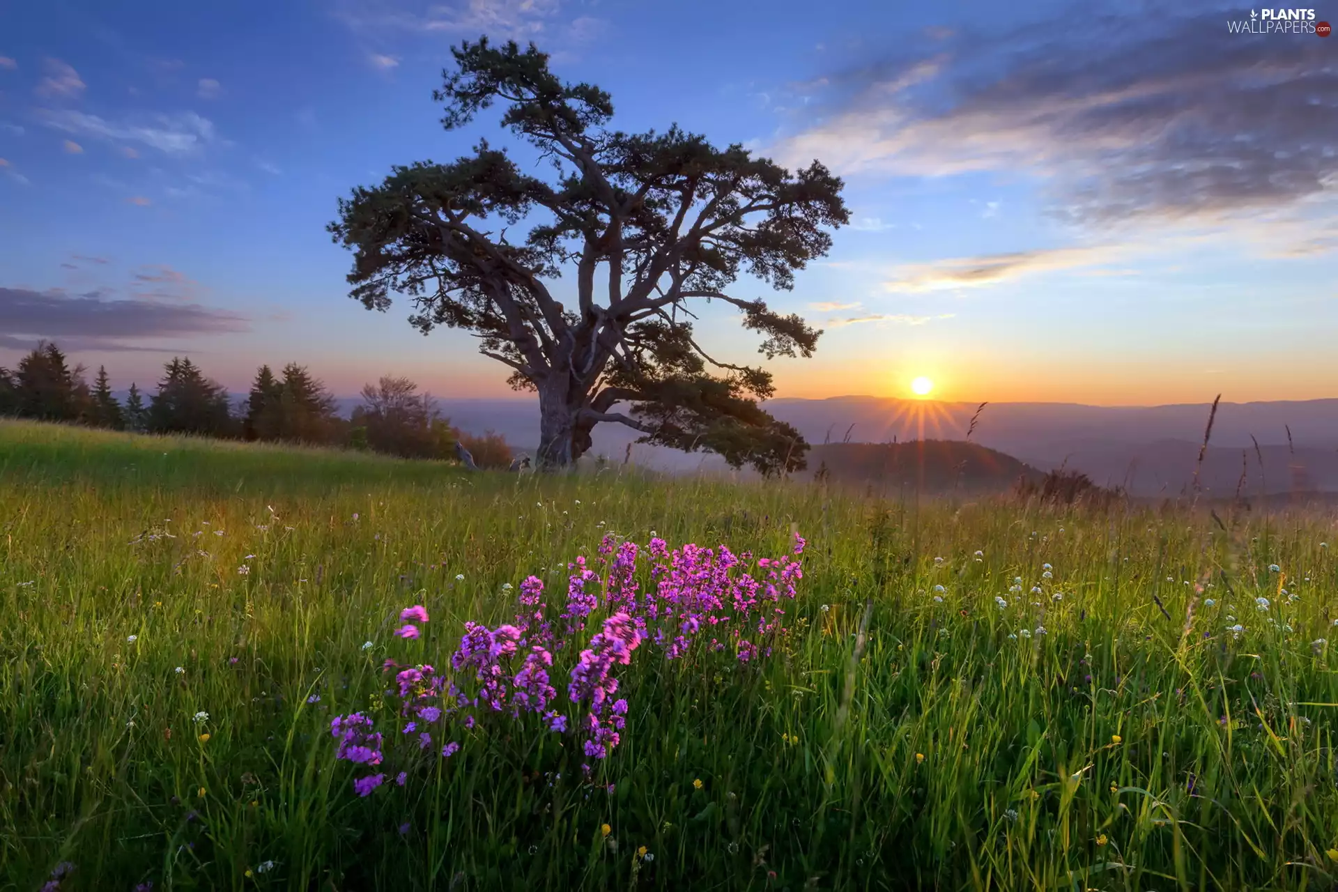 east, sun, trees, Flowers, Meadow