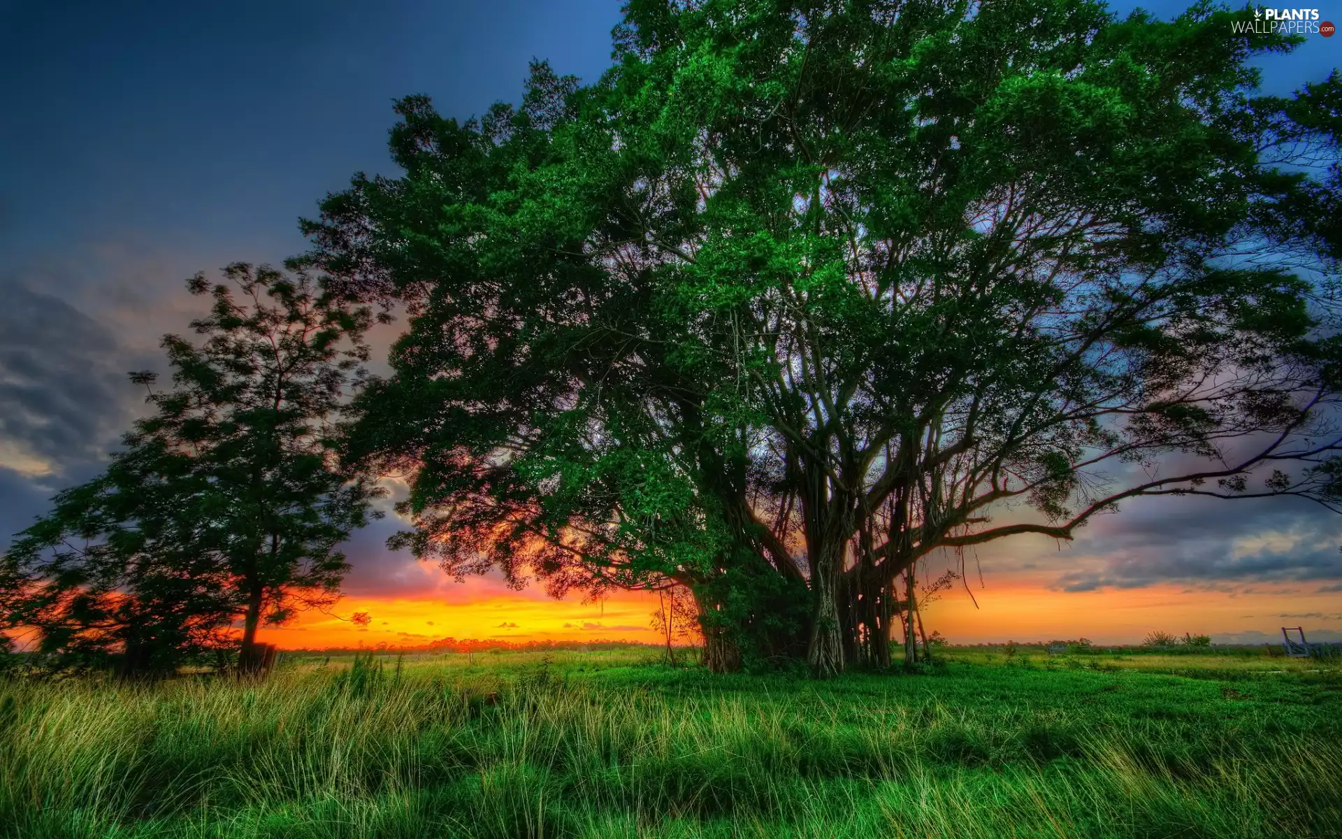 west, sun, trees, viewes, Meadow