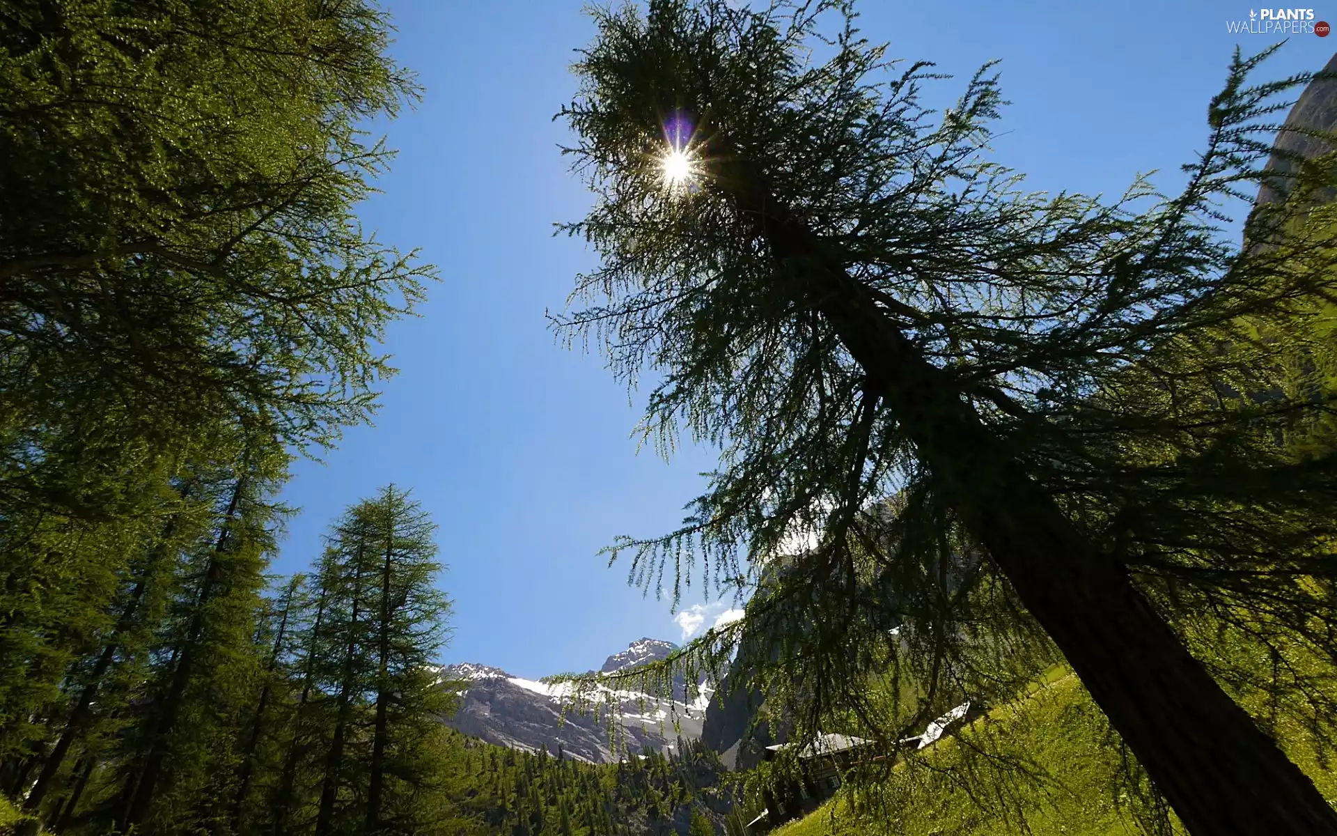 rays, sun, trees, viewes, Mountains