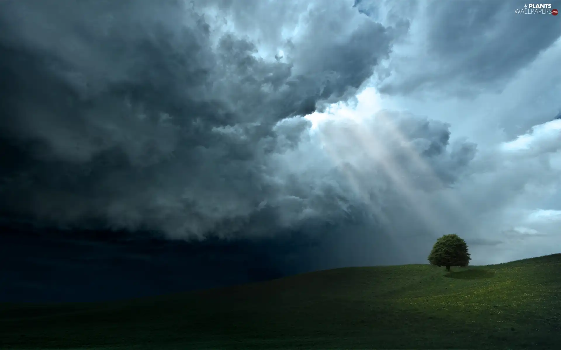 trees, rays, sun, Meadow