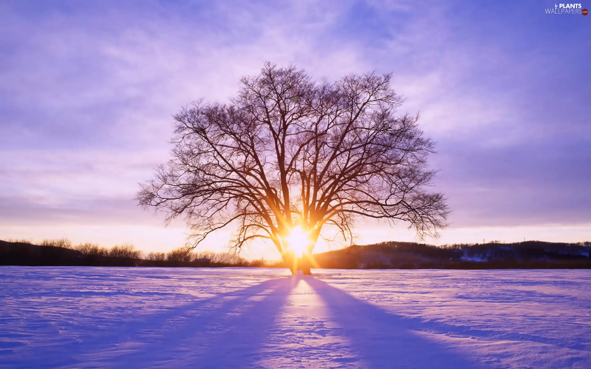 trees, rays, sun, snow