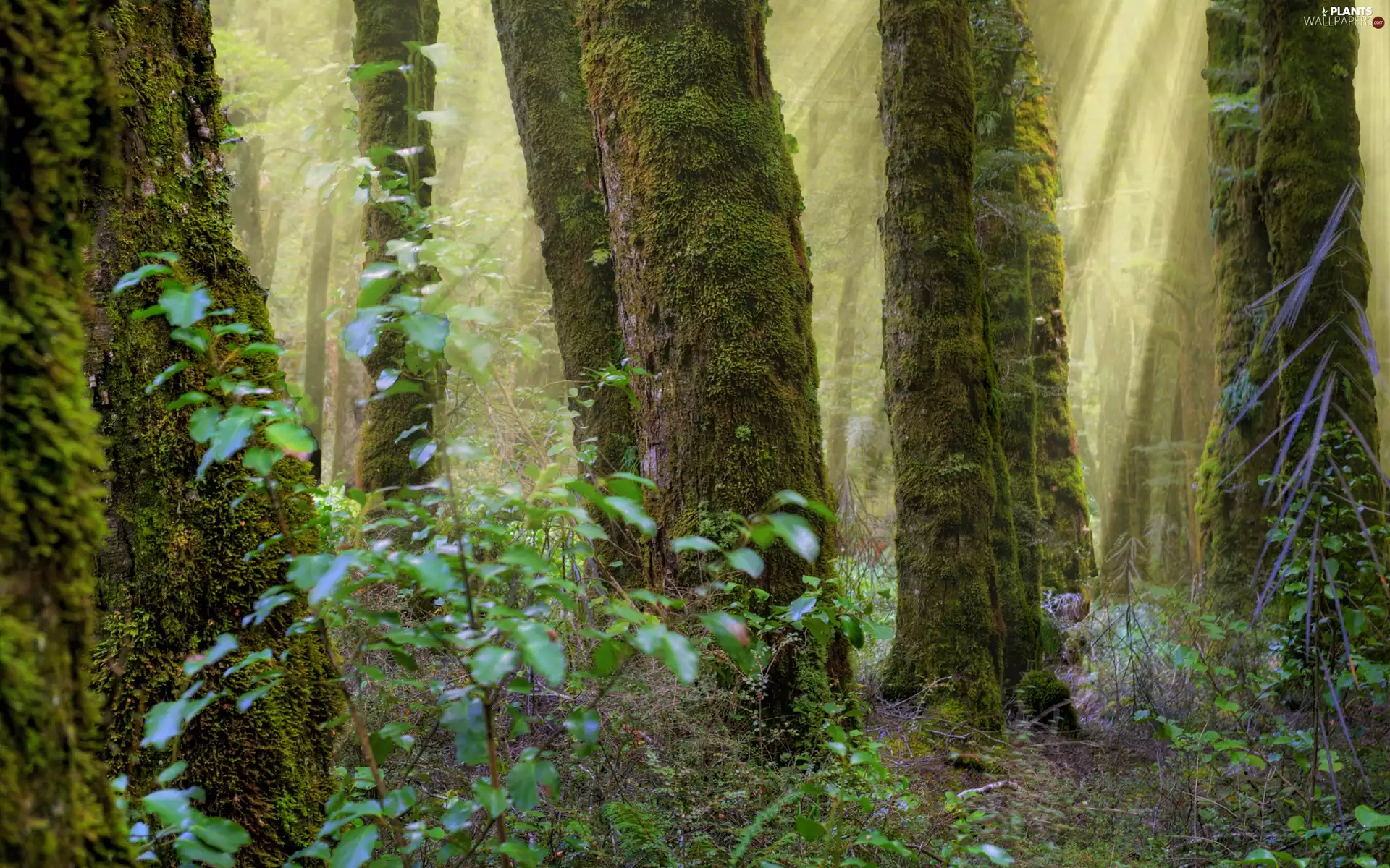 viewes, forest, rays, sun, Bush, trees