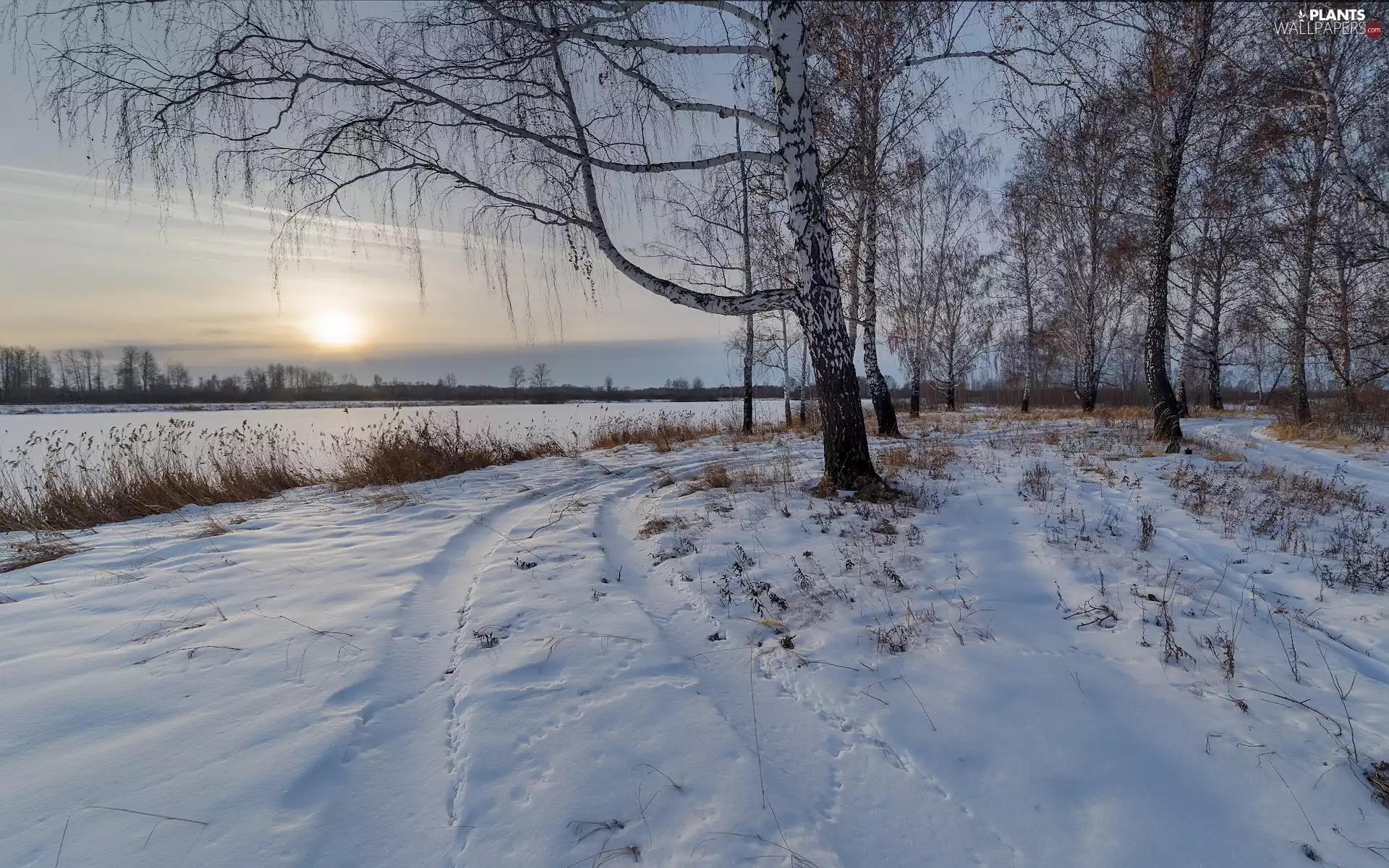 viewes, winter, River, sun, birch, trees
