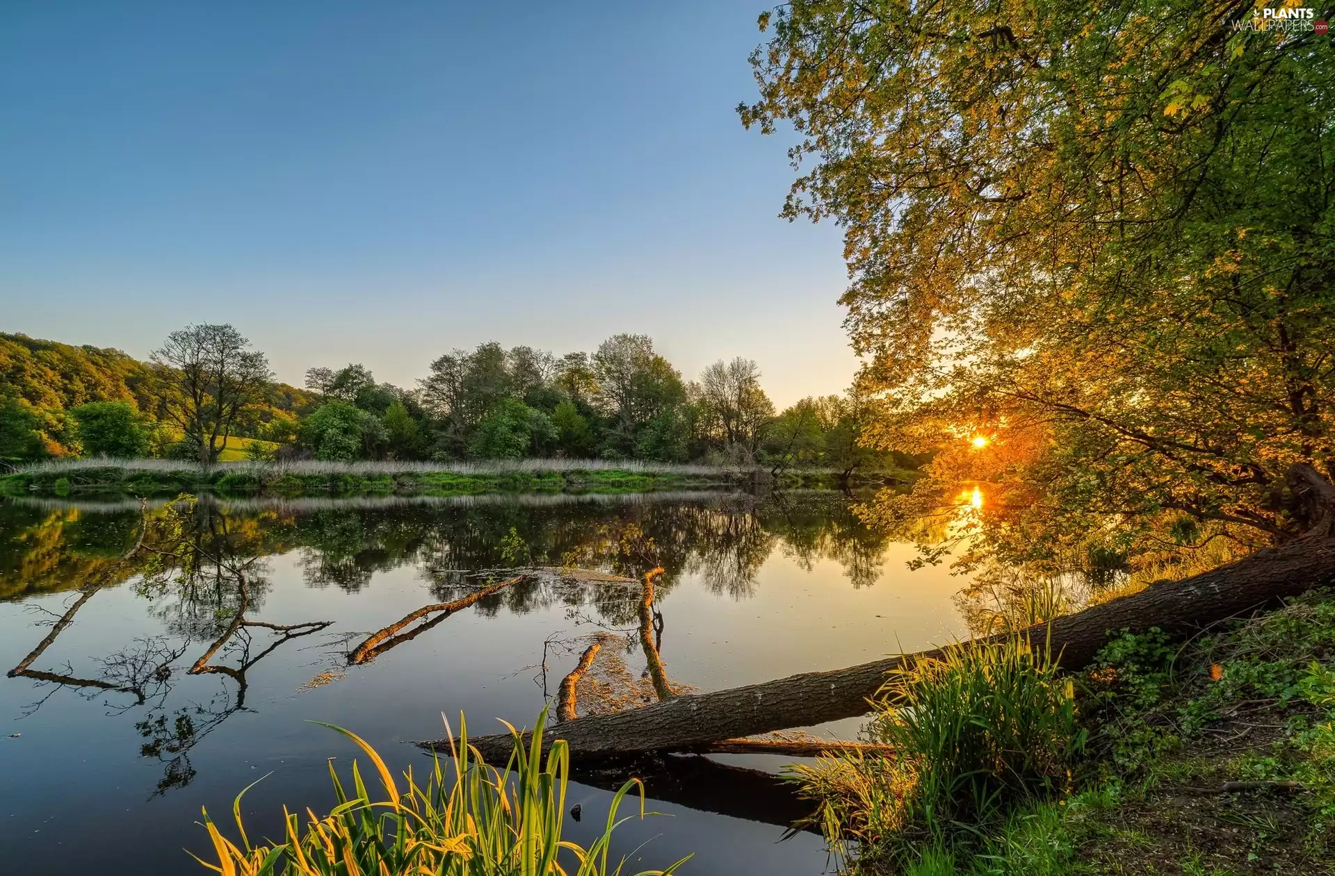 west, sun, trees, viewes, River