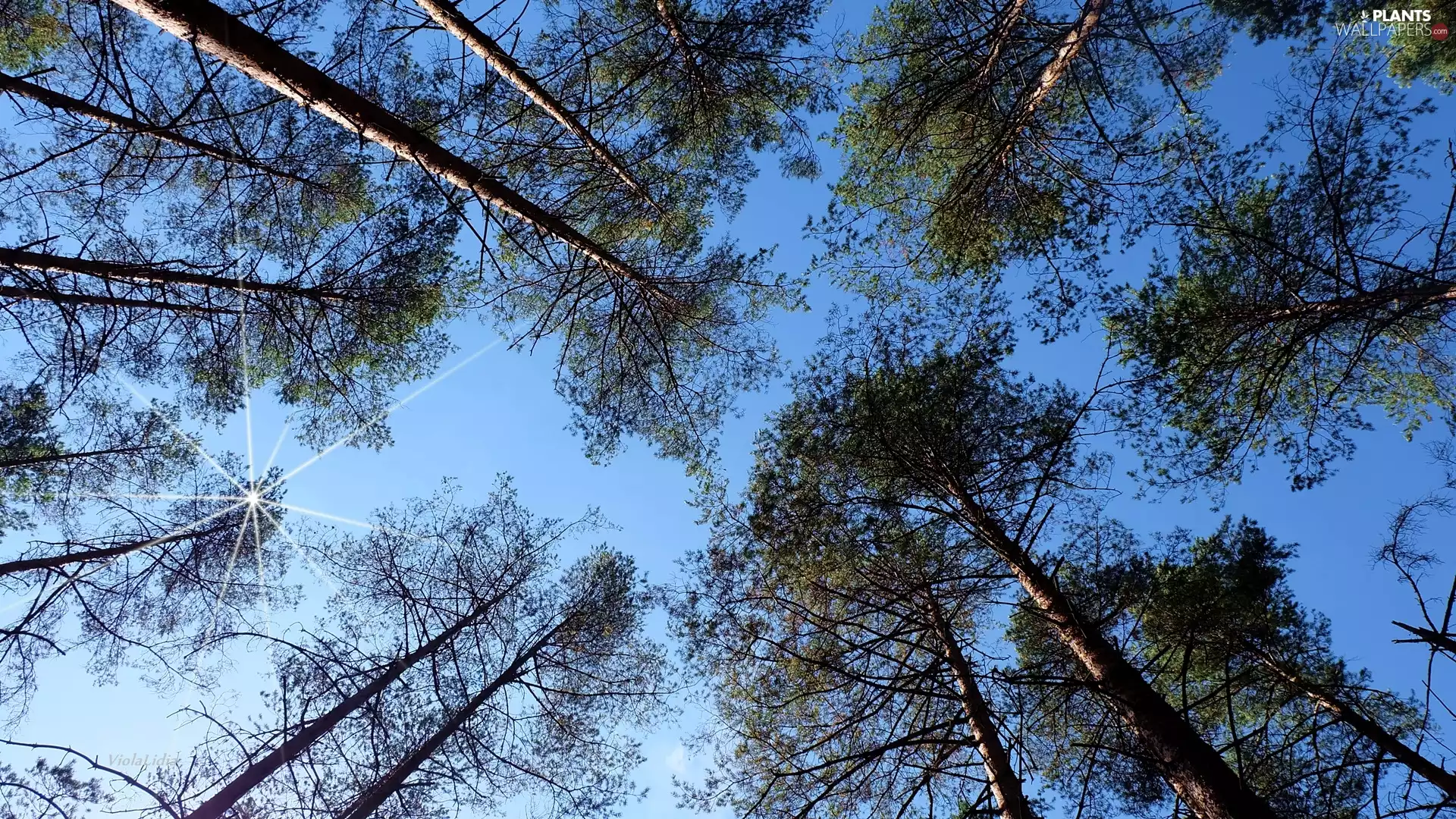 rays, sun, trees, viewes, Sky