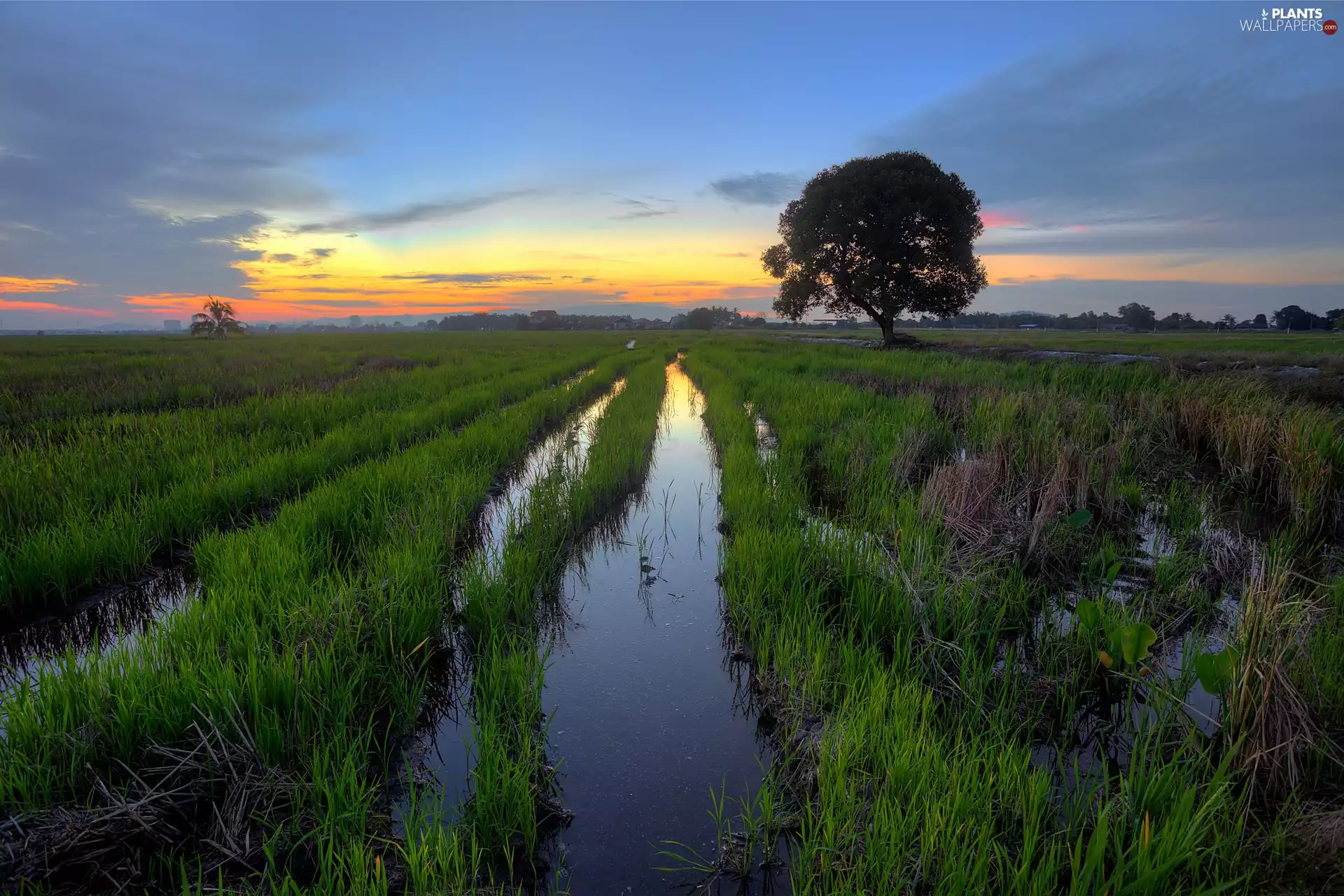 west, sun, trees, Sky, swamp