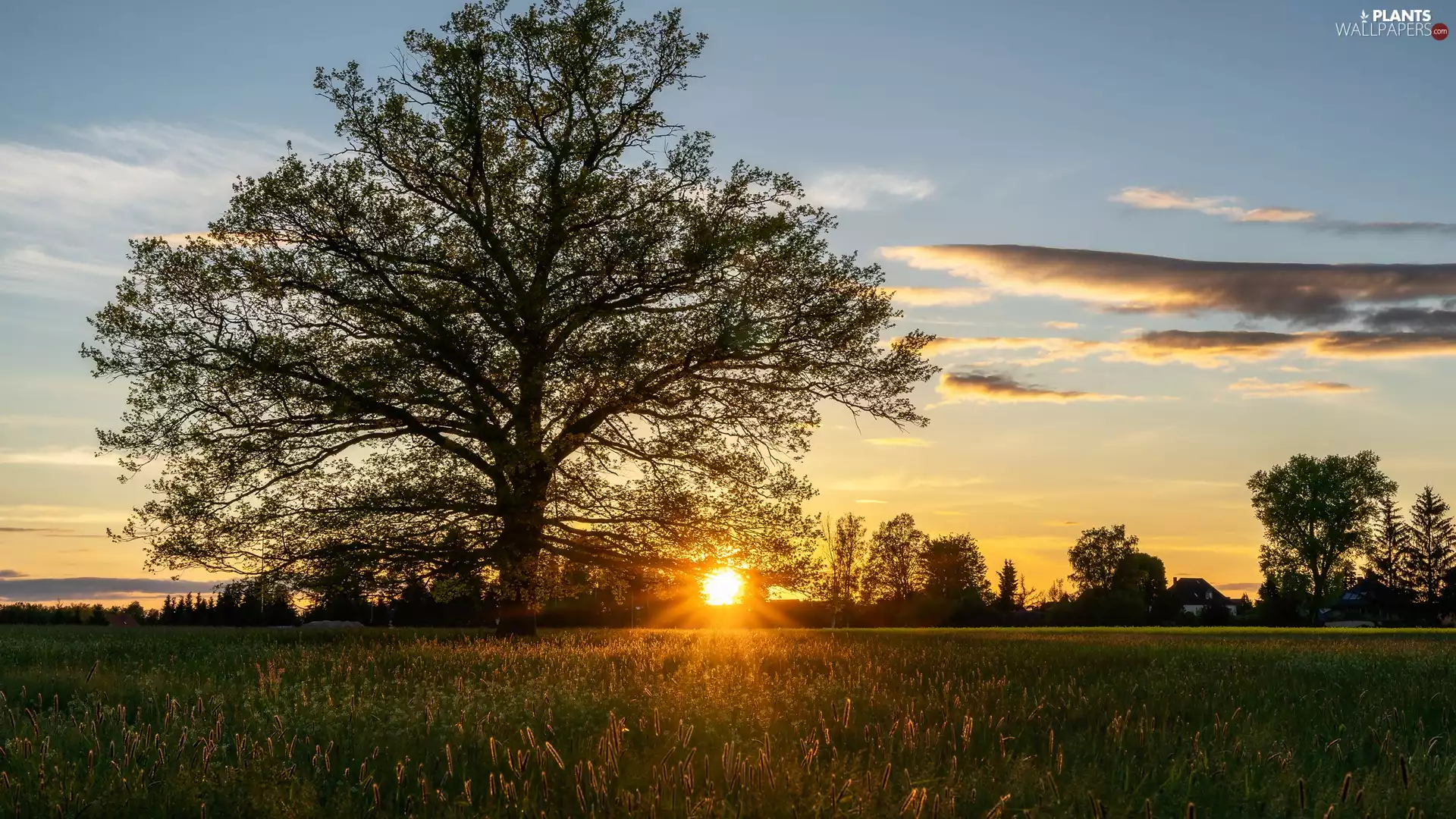 rays of the Sun, Meadow, trees