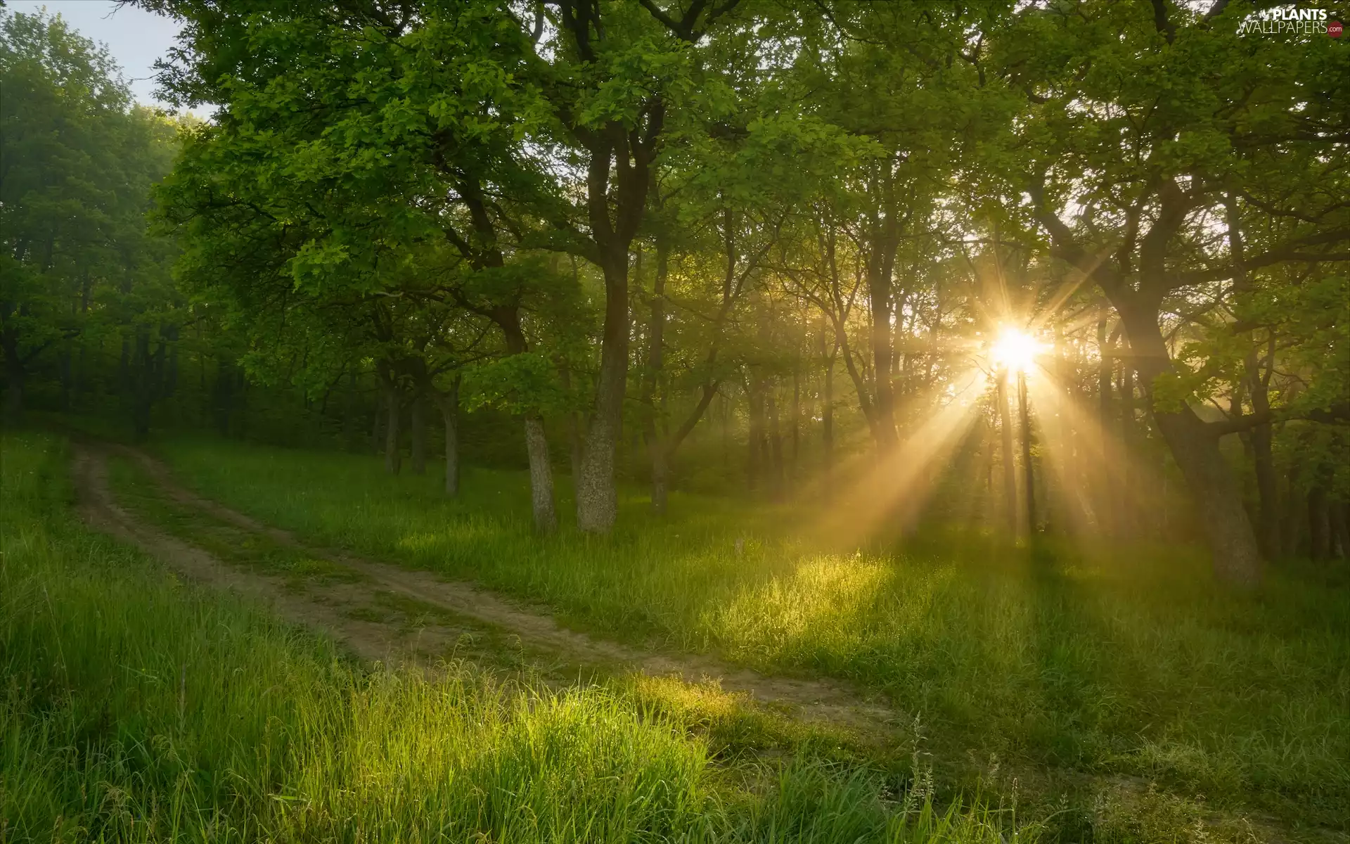 grass, Way, trees, viewes, rays of the Sun