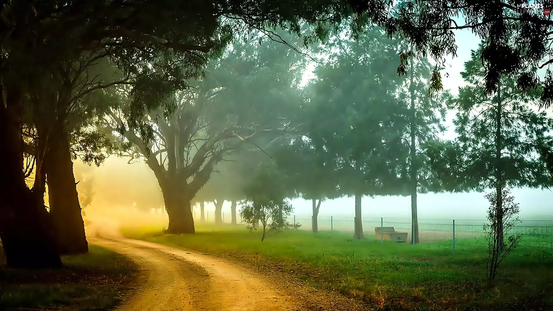 Przebijające, sun, trees, viewes, Way